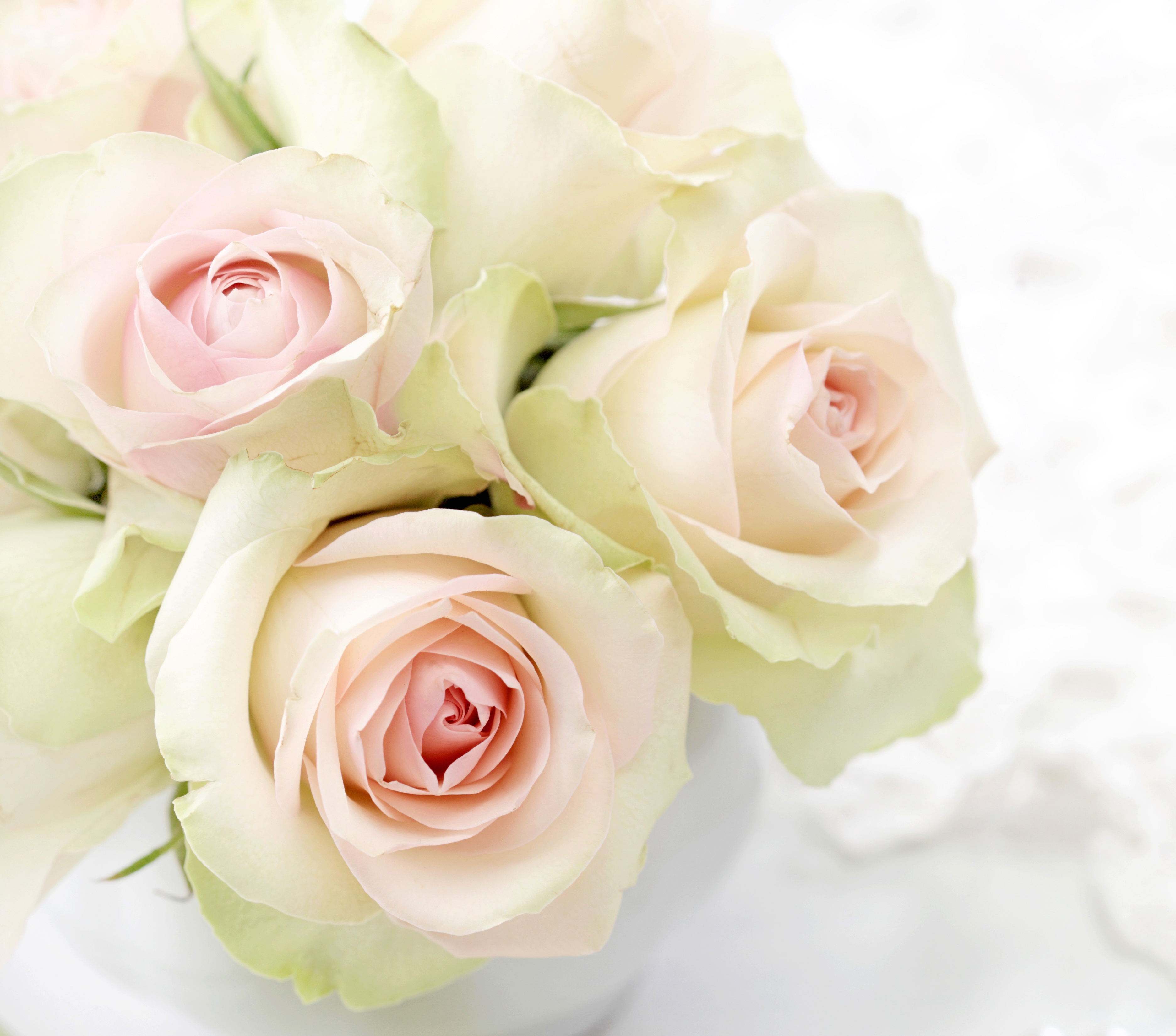 Нежные светлые песни. Нежный цветок. Бледно розовые розы. Бежевые розы.