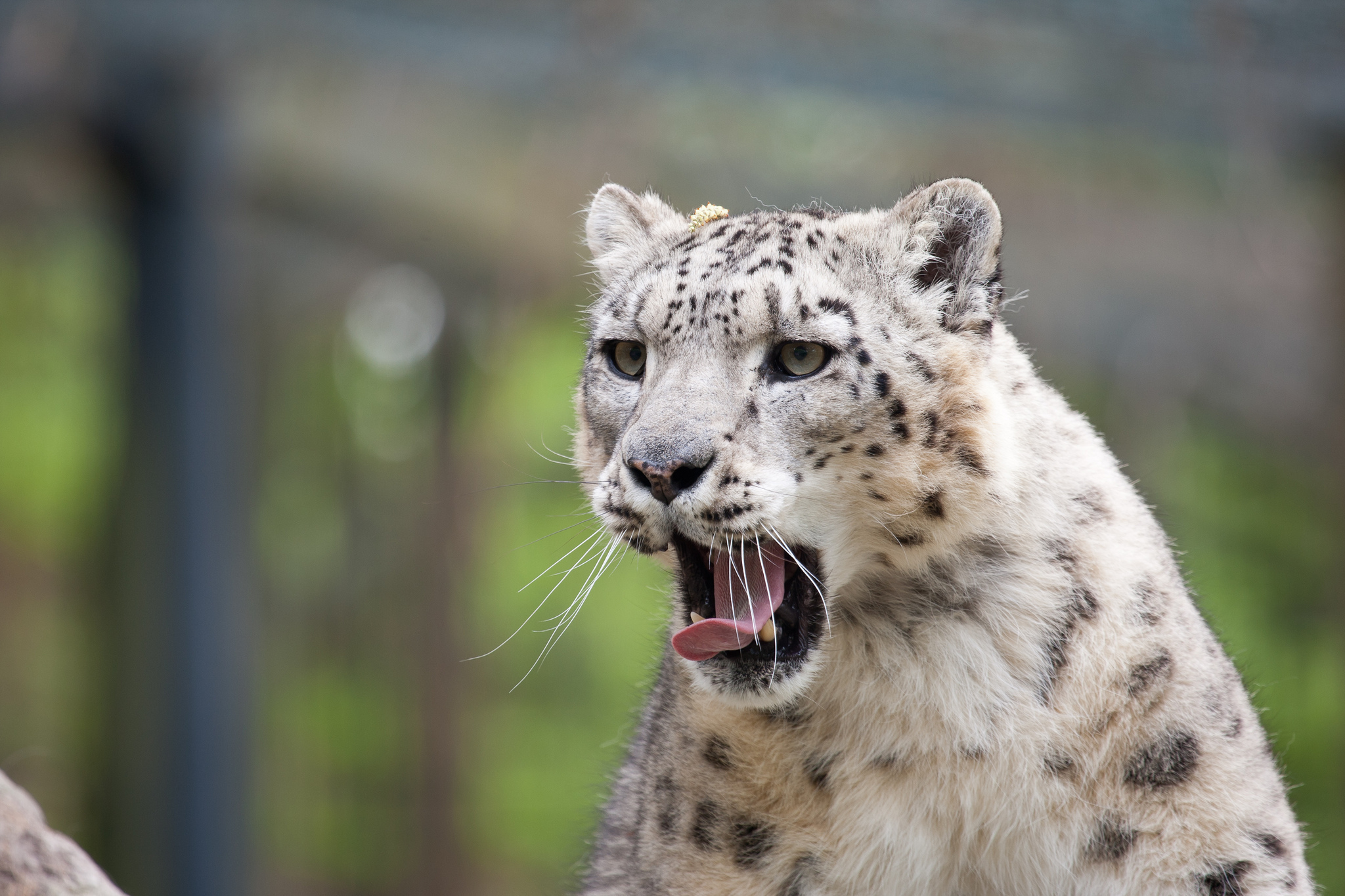 Snow leopard. Снежный Барс (Ирбис, снежный леопард). Снежный Барс Ирбис оскал. Снежный Барс Ирбис Грозный оскал. Леопард снежный Барс Ягуар.