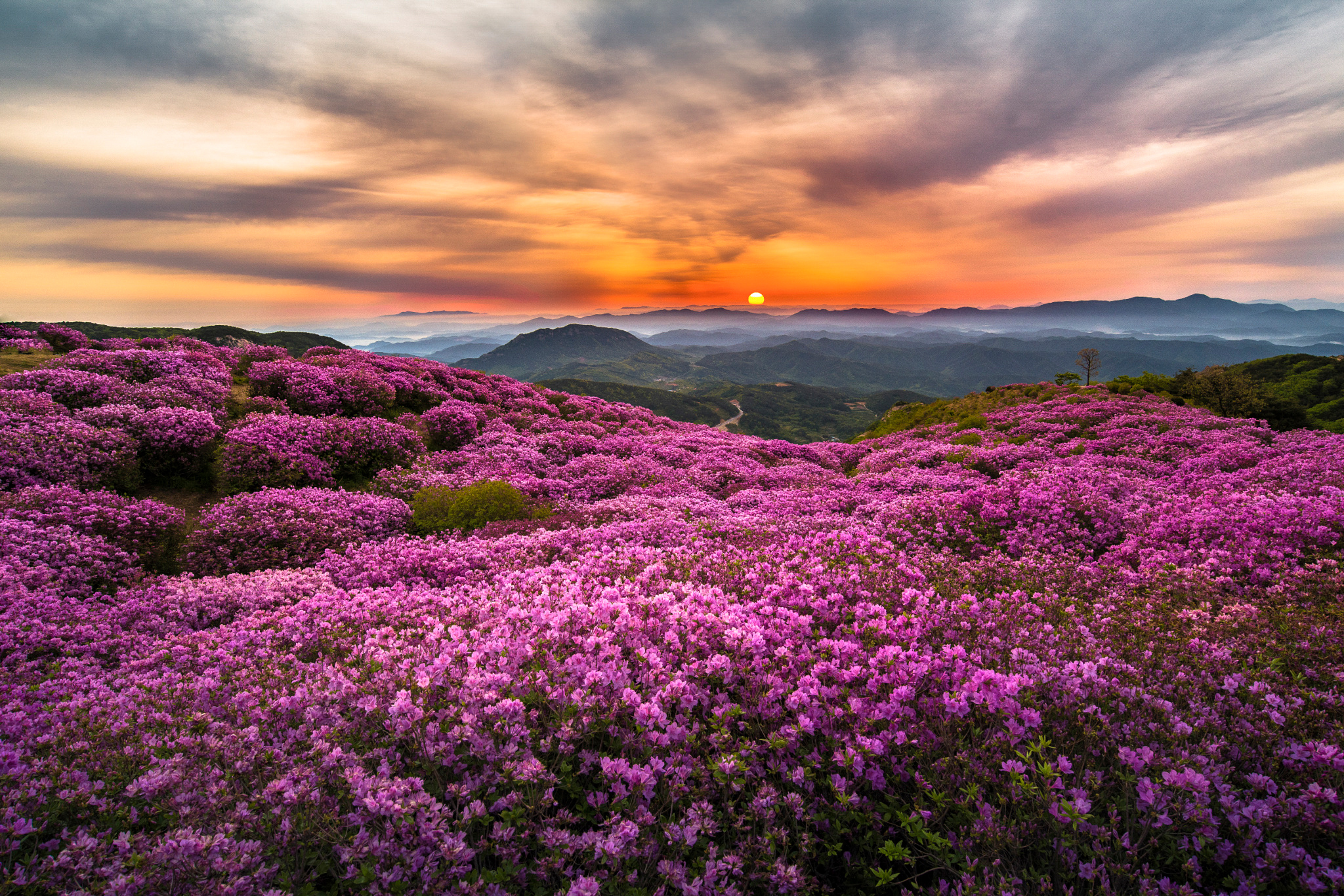 Холмы цветы. Пейзажи Шотландии Вересковые поля. Вересковые пустоши Шотландии. Вересковая Пустошь Англия. Горная Шотландия Вересковые поля.