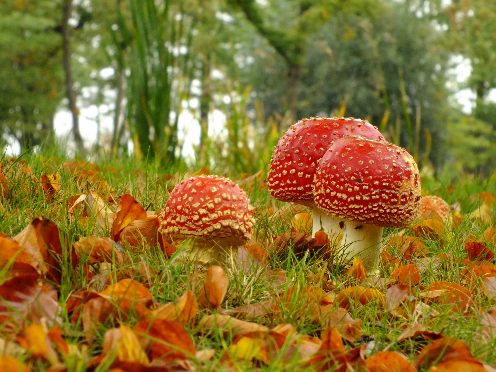 природа грибы деревья крупный план скачать