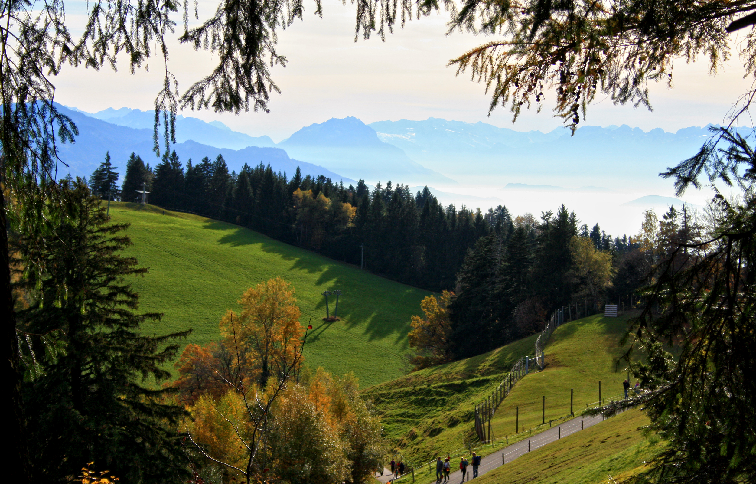 Красивые леса Австрии