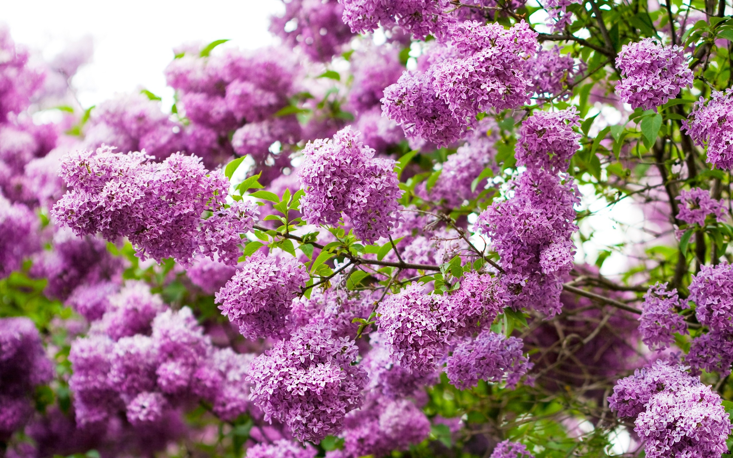 природа сиреневые цветы nature lilac flowers загрузить