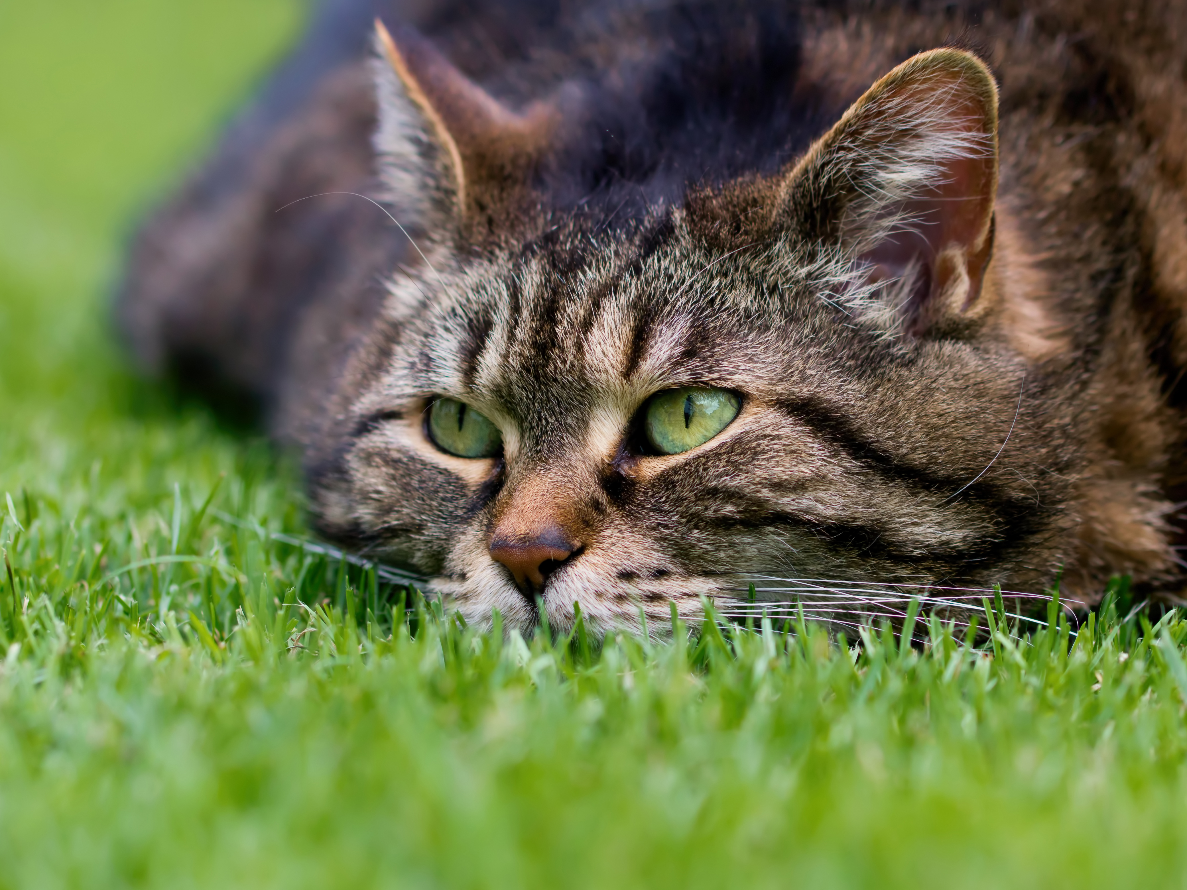 кошка взгляд трава бесплатно