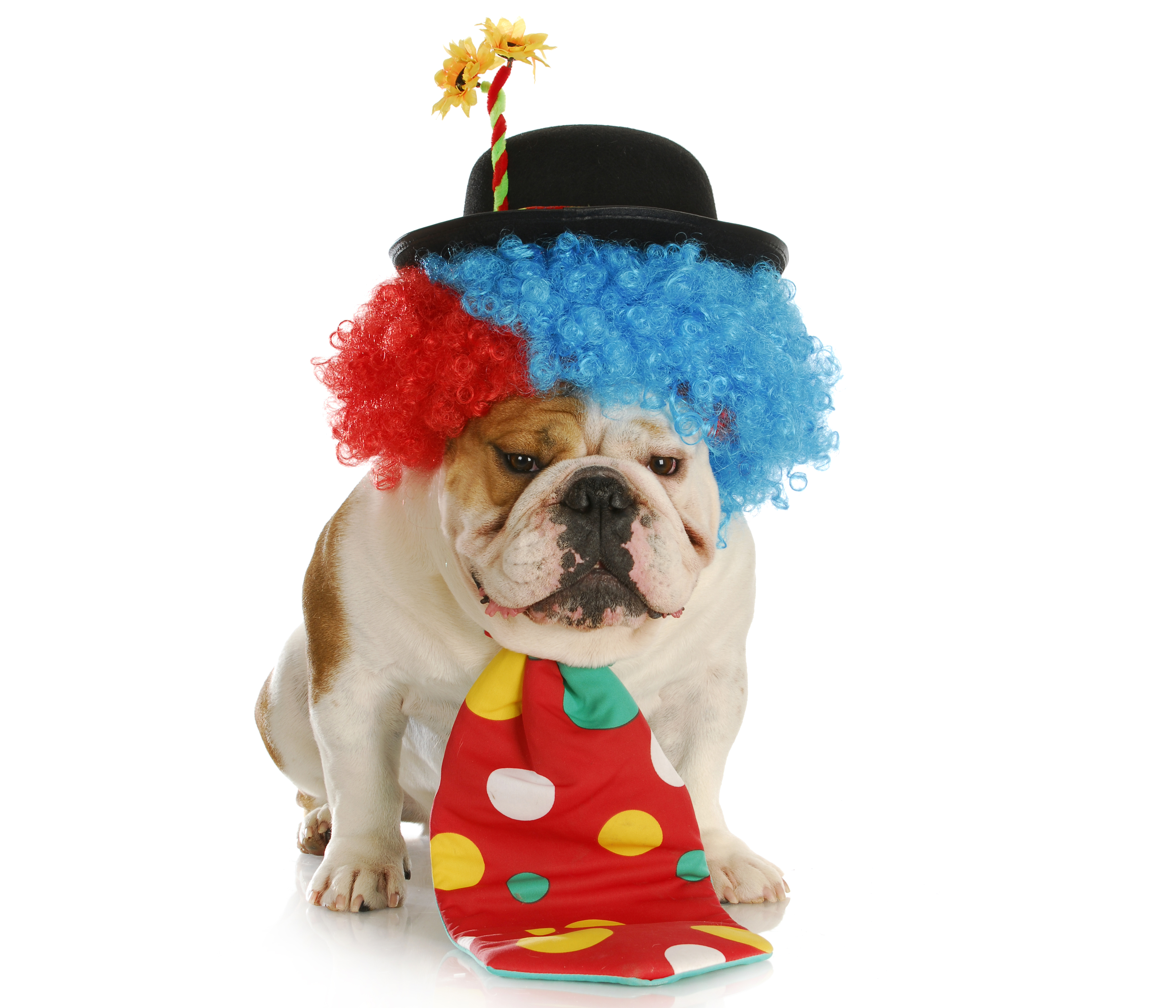 Собака в цирковой одежде
