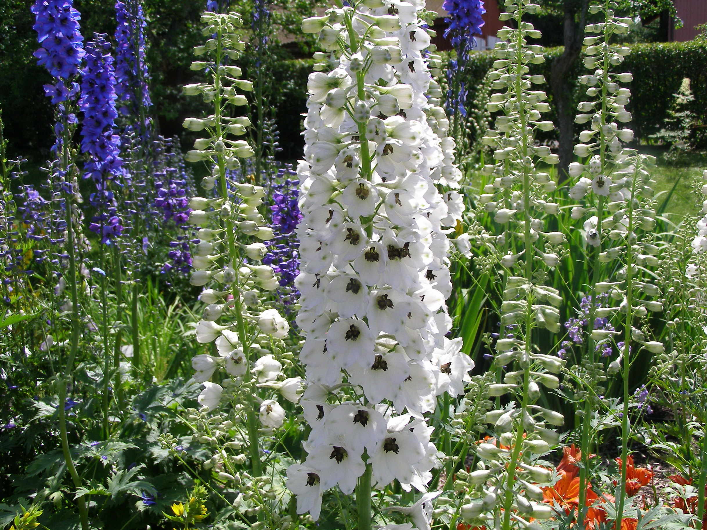 Высокий Цветок С Белыми Цветами