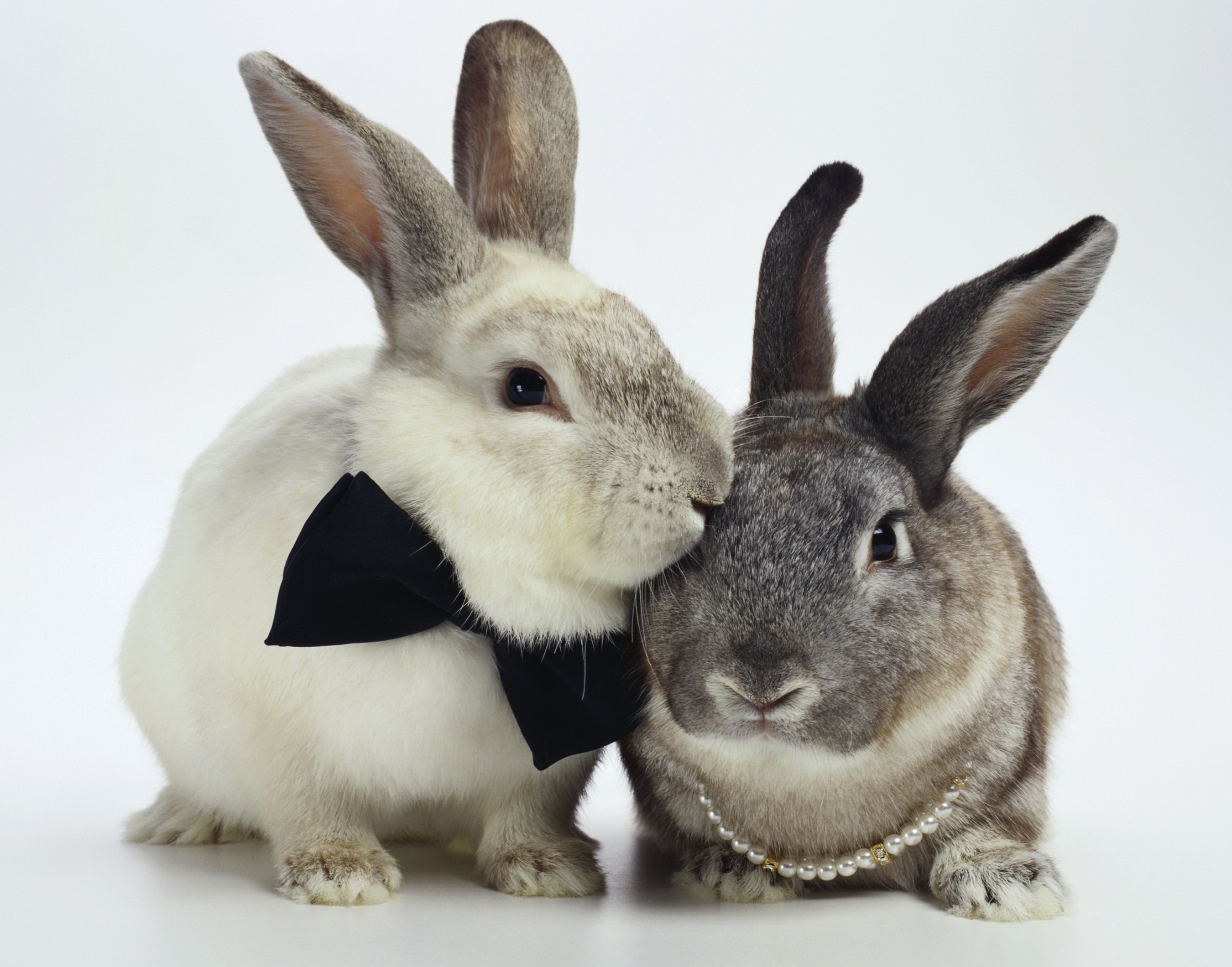 Зайка целует. Кролик. Два кролика. Заяц и кролик. Влюбленные кролики.
