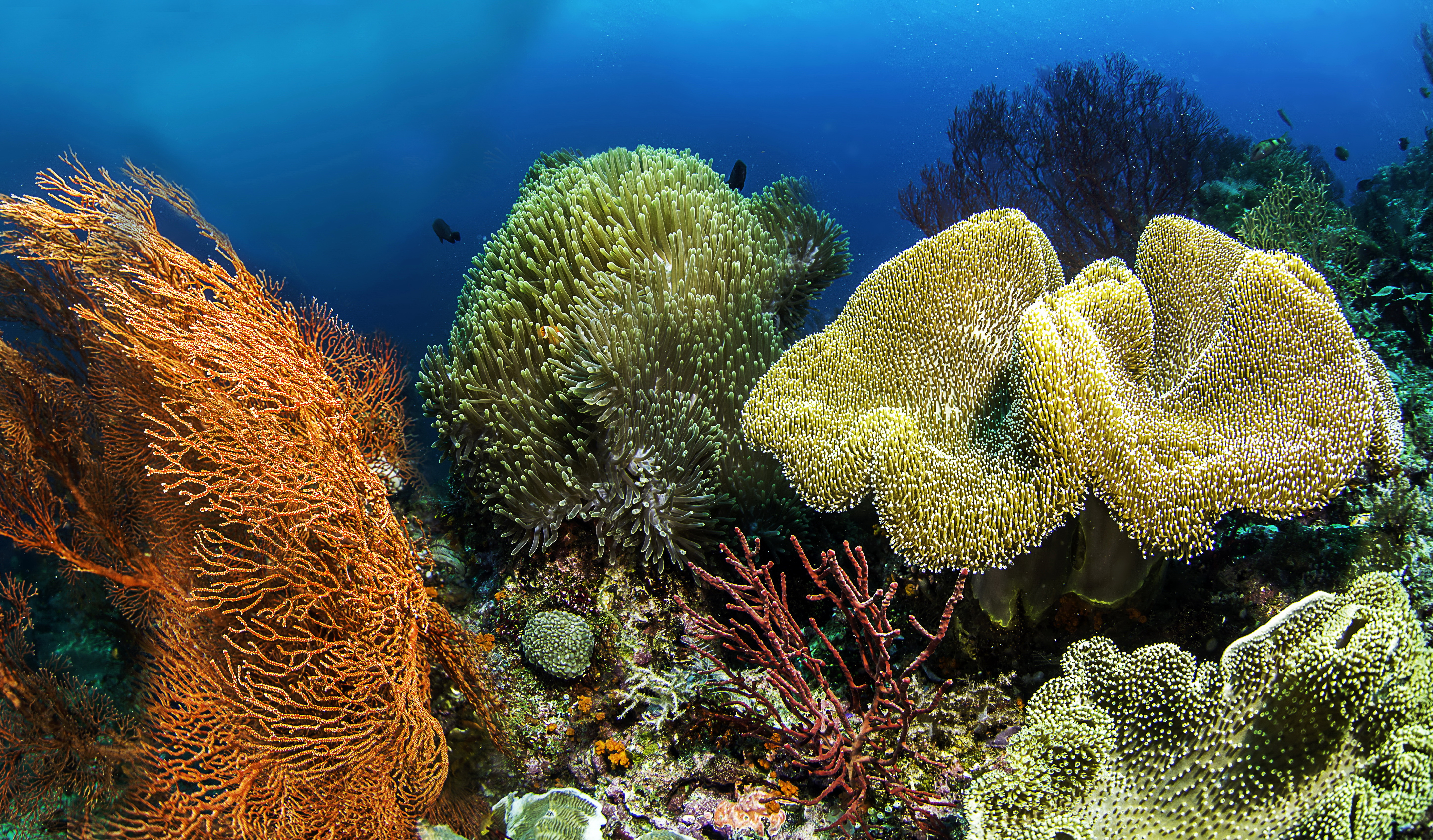 Коралловые обитатели. Коралл мозговик красного моря. Коралловые полипы Тихого океана. Барьерный риф в тихом океане. Морские губки на большом барьерном рифе.