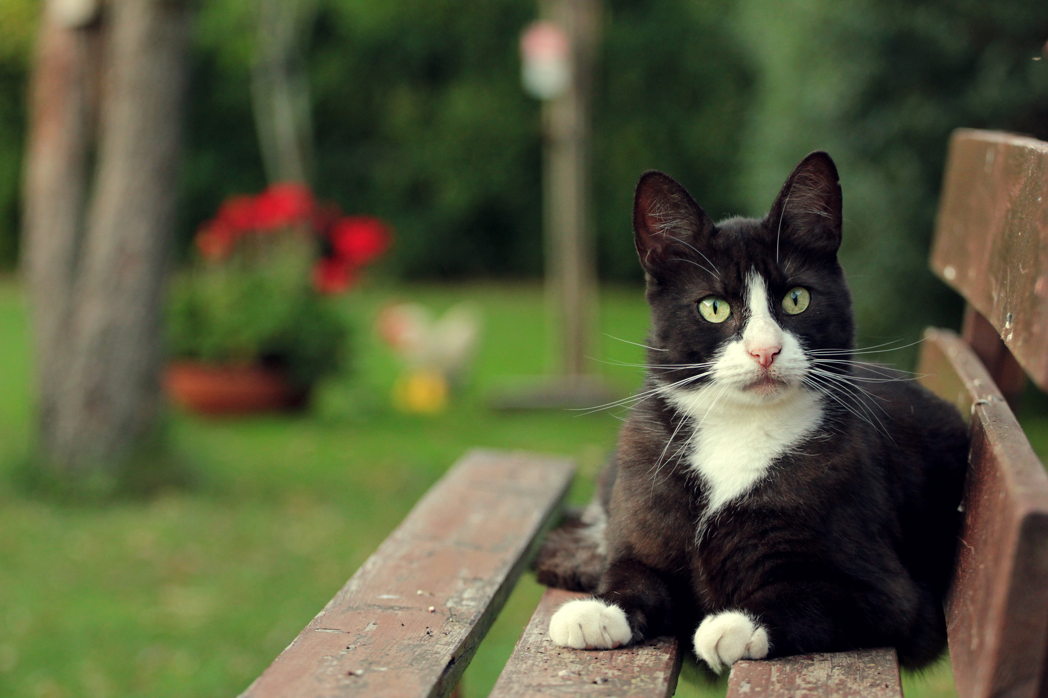 черно-белый котенок без смс