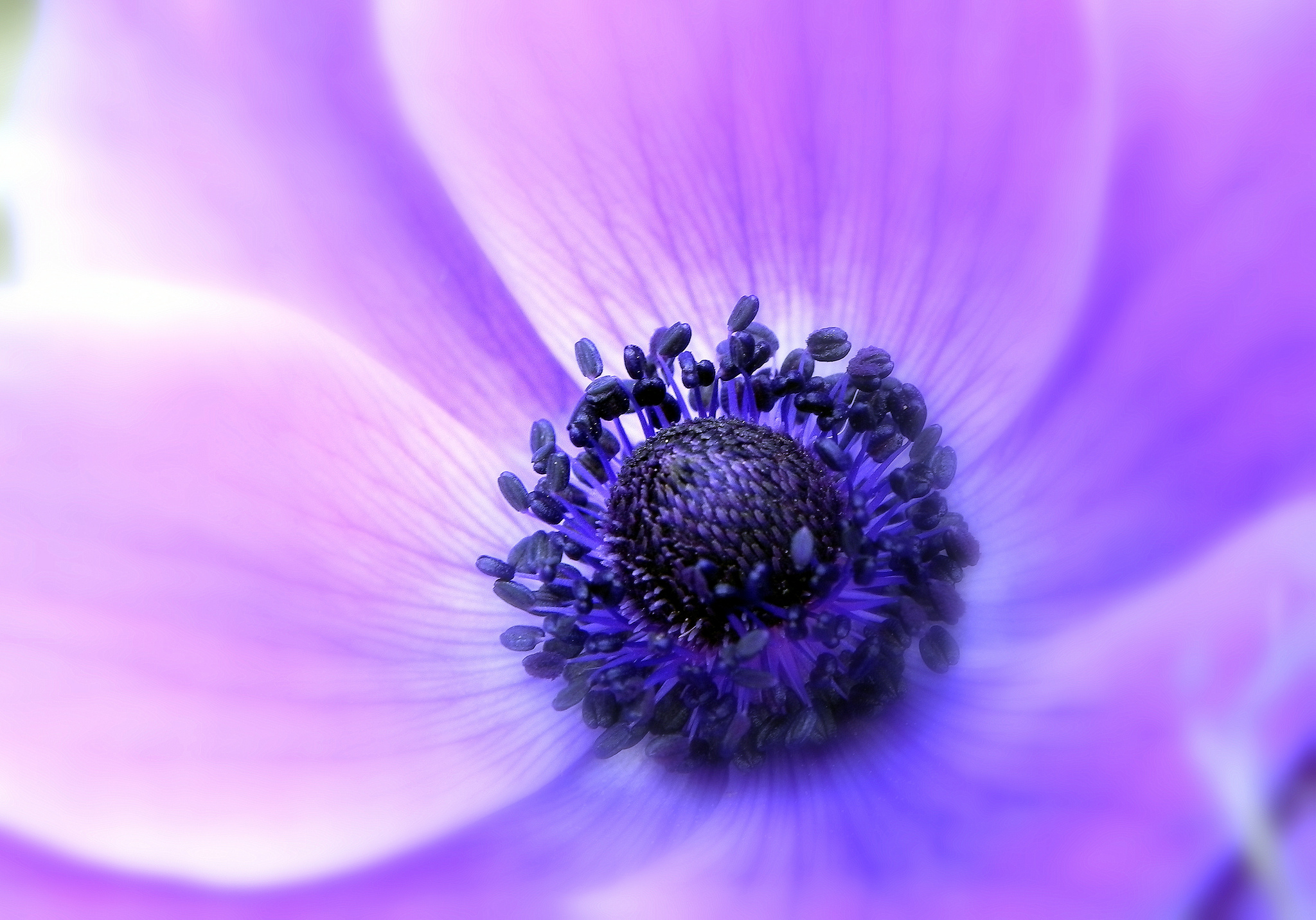 фиолетовые цветы природа крупный план без смс
