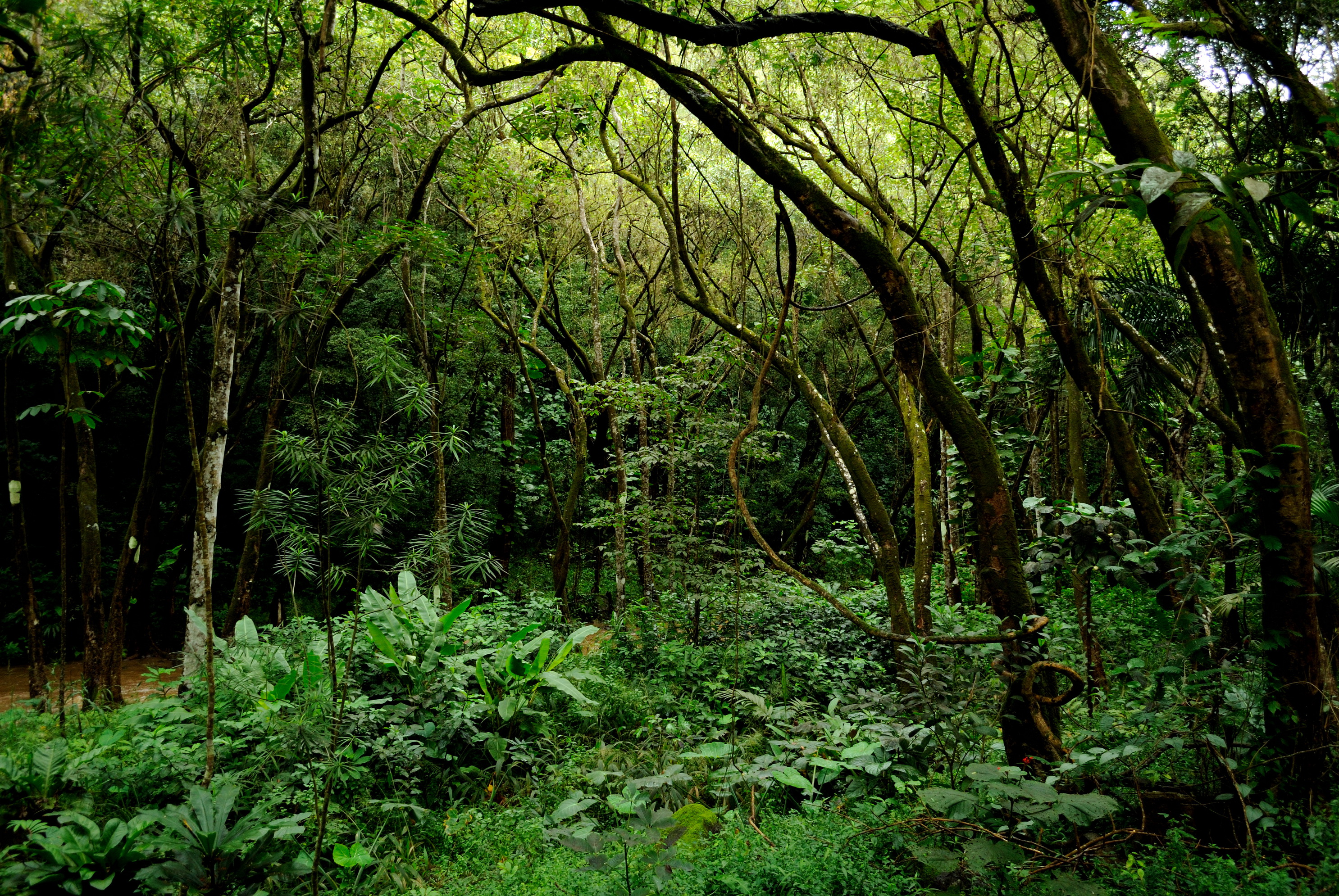 Гавайи тропический лес