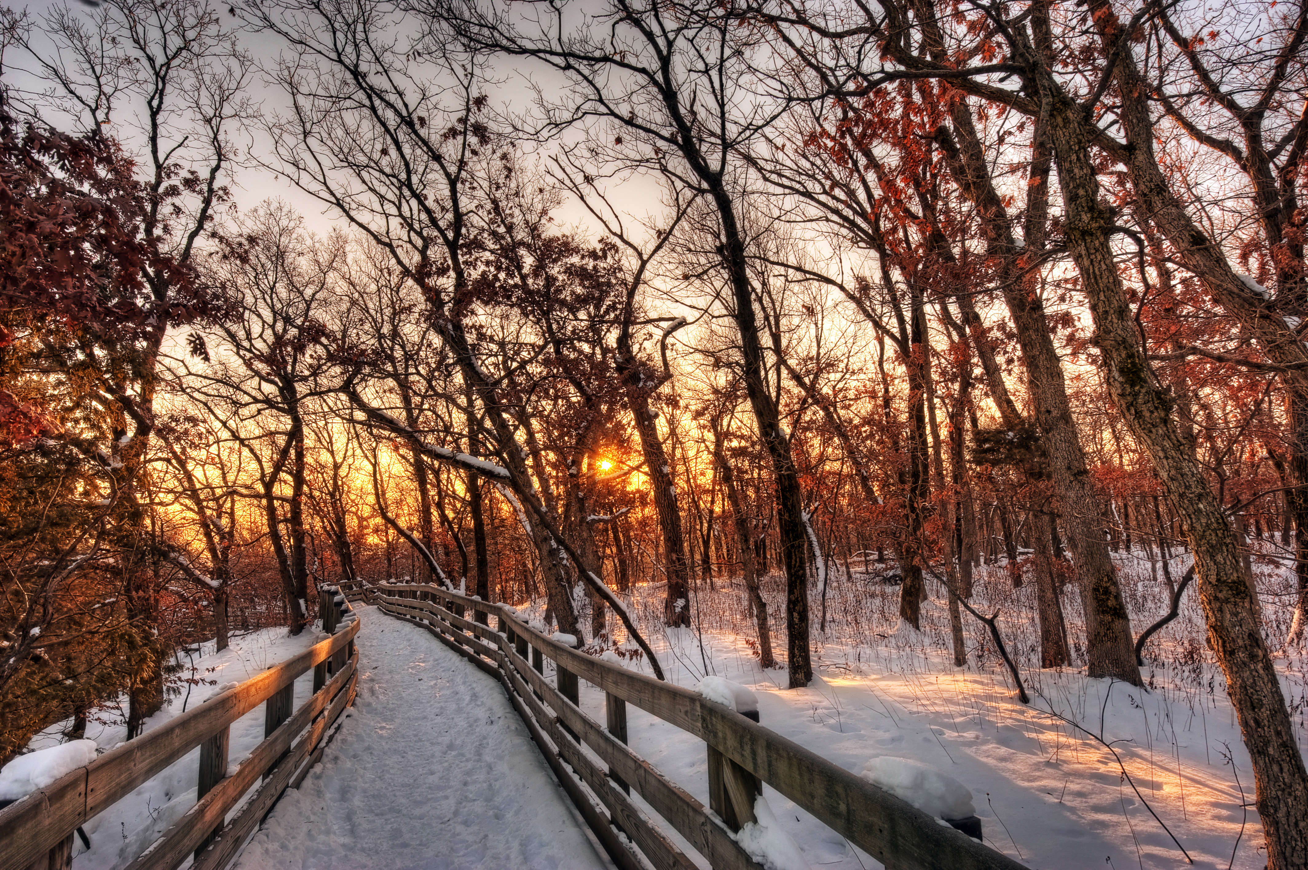 природа деревья снег закат nature trees snow sunset загрузить