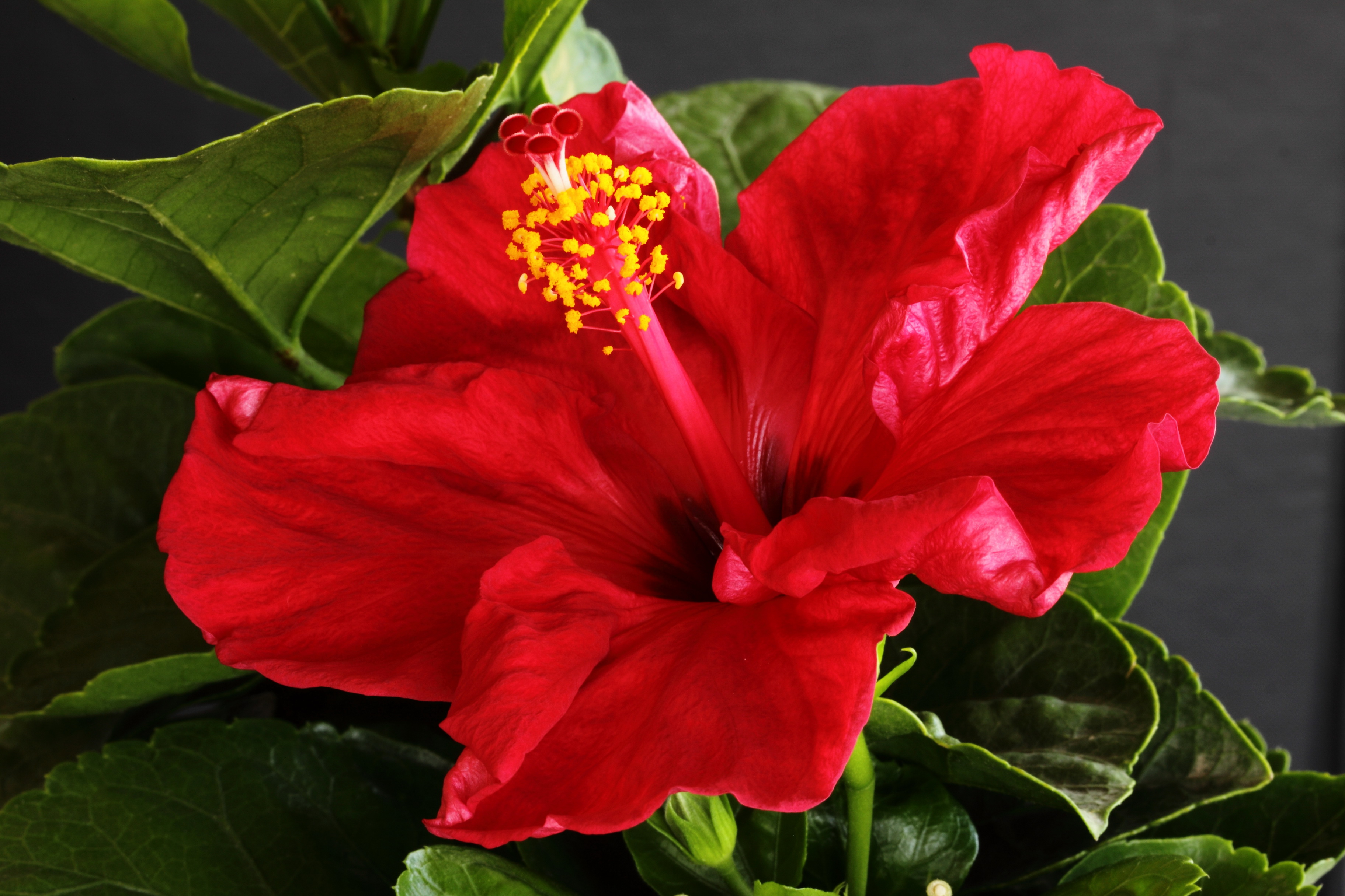 Родовое название китайской розы 8 букв. Гибискус. Красные цветы гибискуса.
