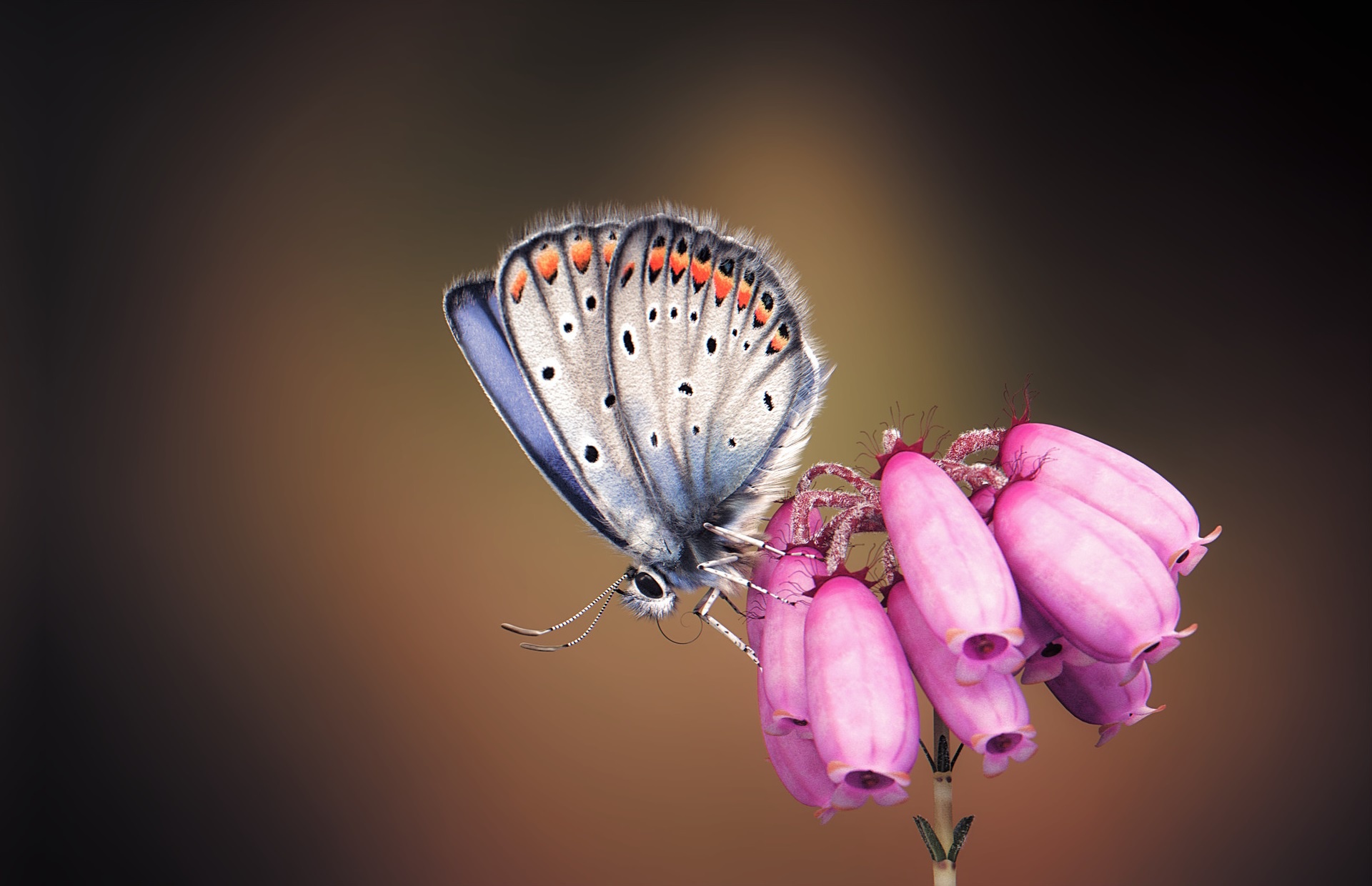 Картинка бабочка Silver-studded blue вблизи Животные Бабочки животное Крупным планом