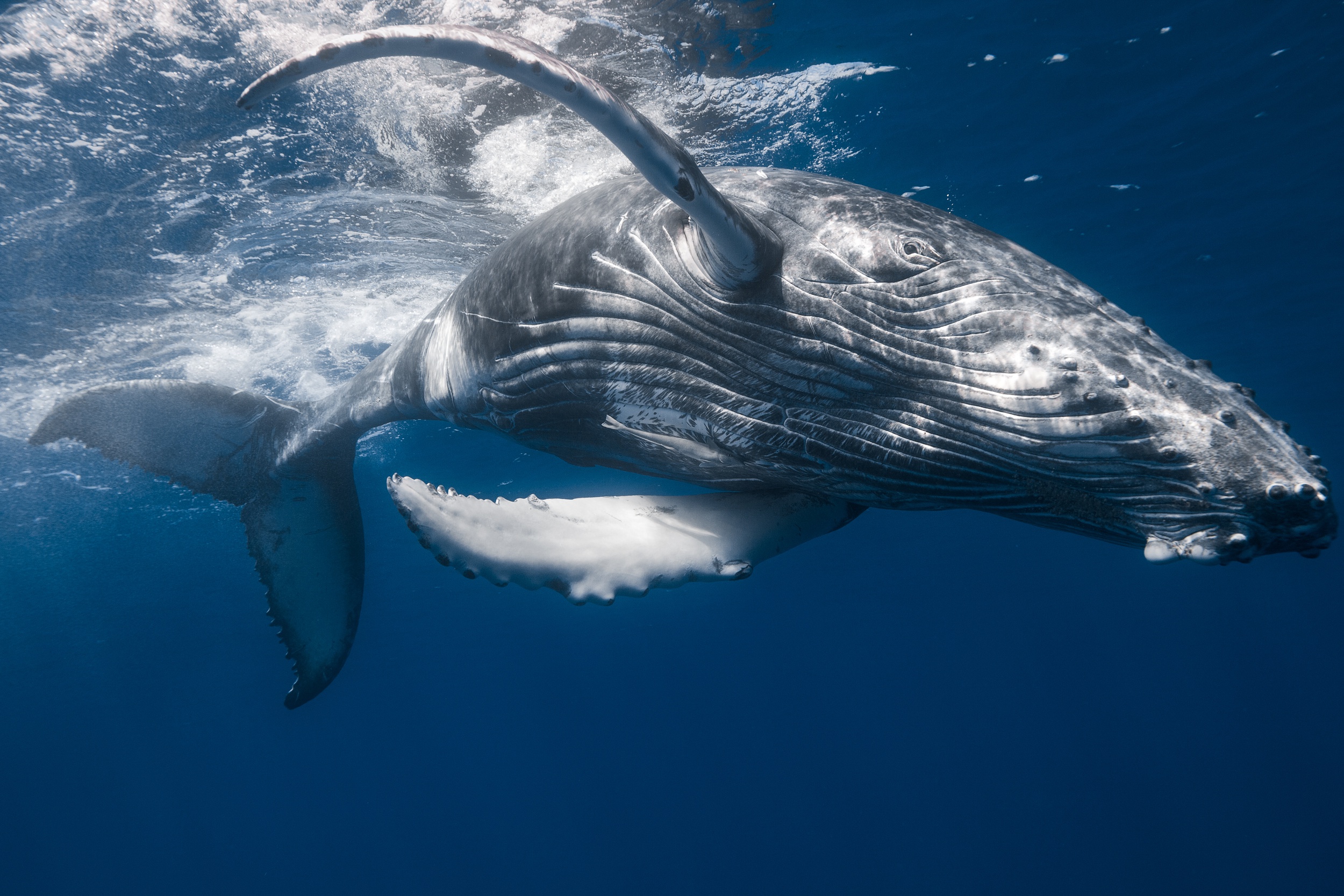 Кит самое большое млекопитающее. Кит Горбач альбинос. Горбач горбатый кит. Сейвал (ивасевый кит). Синий кит Горбач.