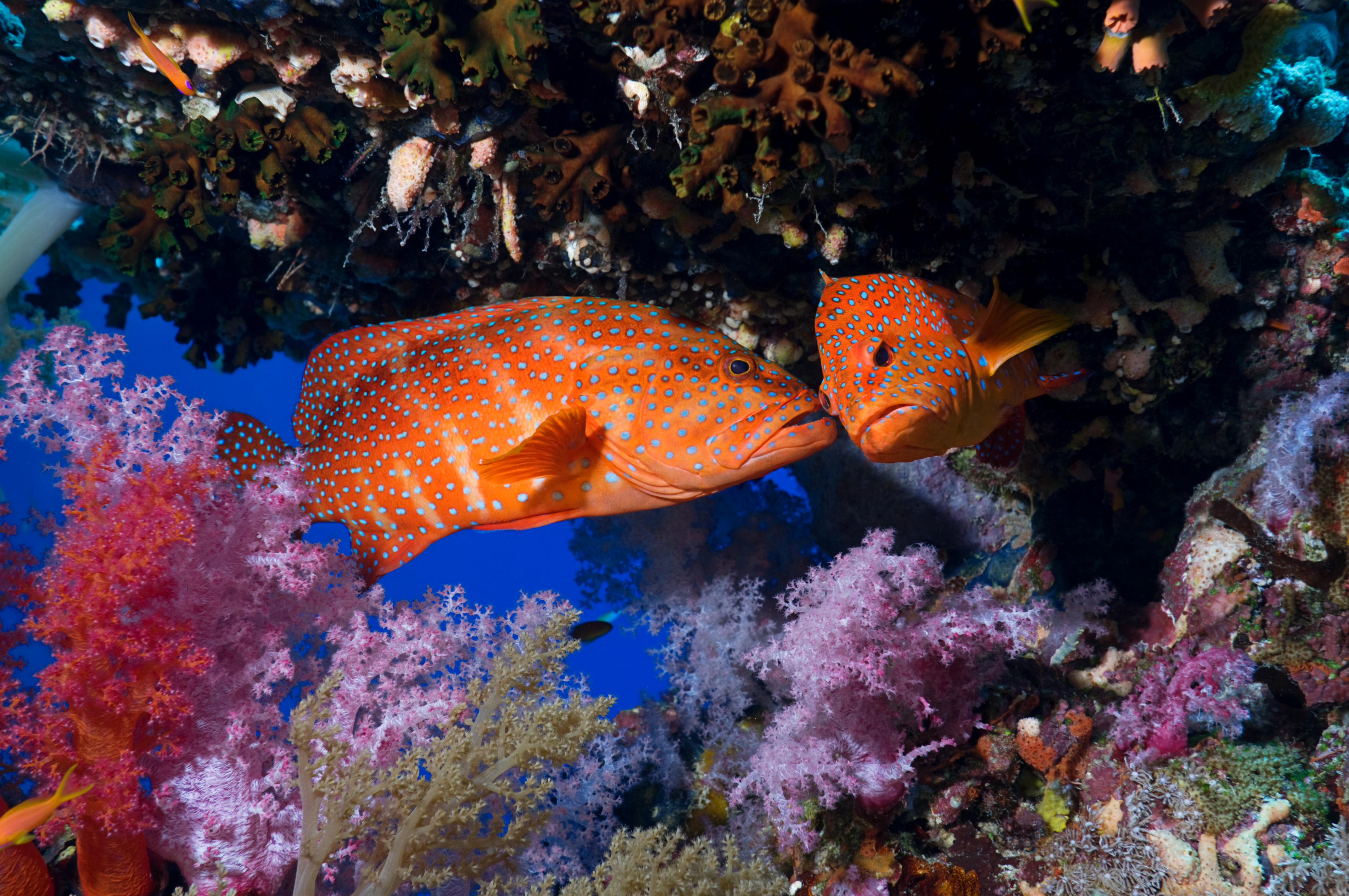 Коралловые обитатели. Красный коралловый Групер. Рифовый окунь. Подводный мир рыбы. Обитатели морского дна.