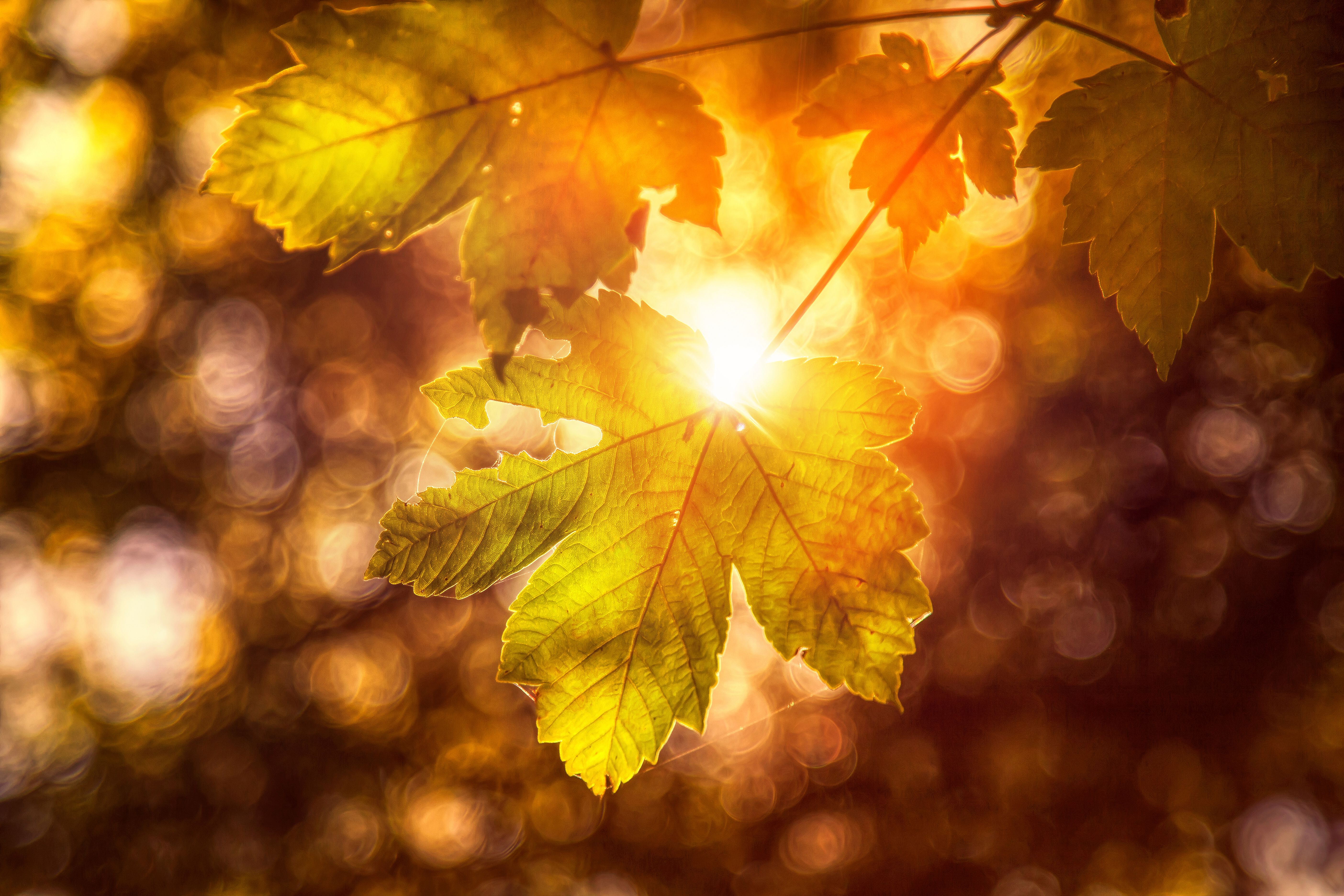 осень листья солнце бесплатно