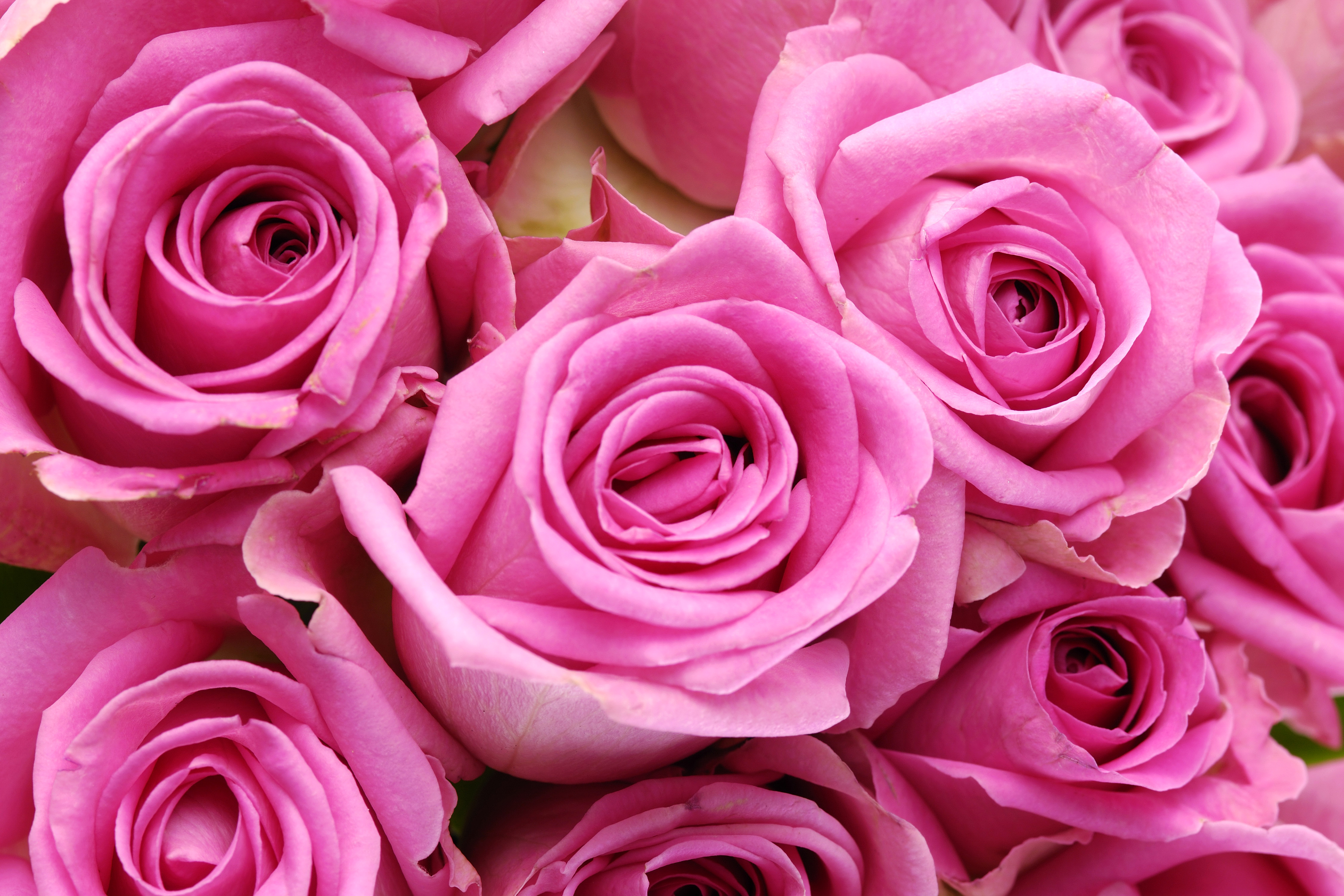 Красивые цветы крупным планом. Розовые розы. Крупные розы.