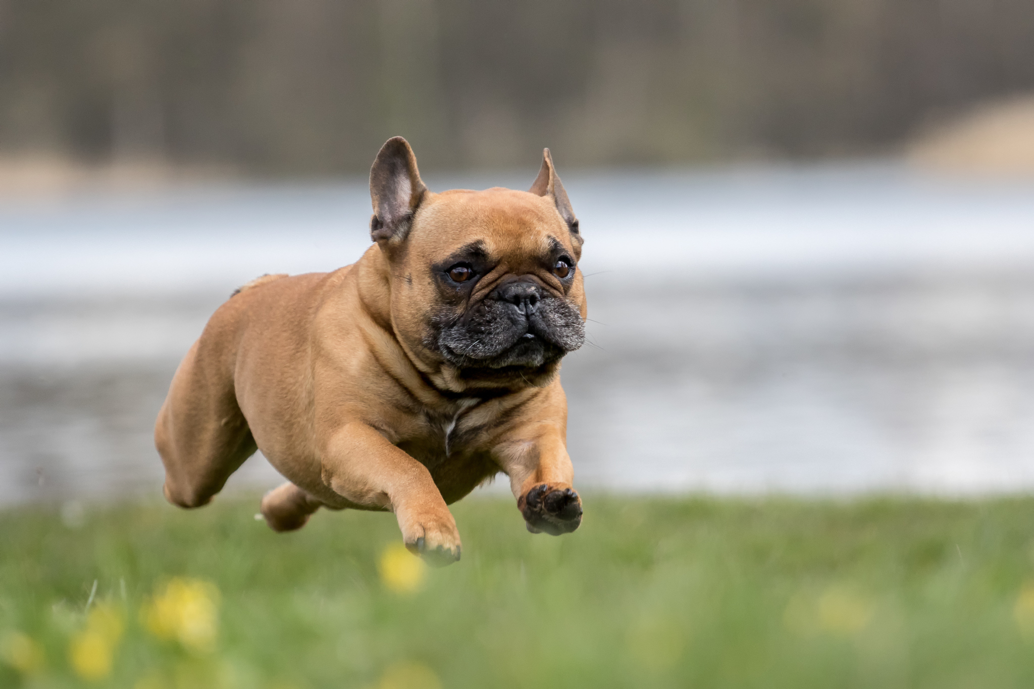 Собака животное французский бульдог без смс