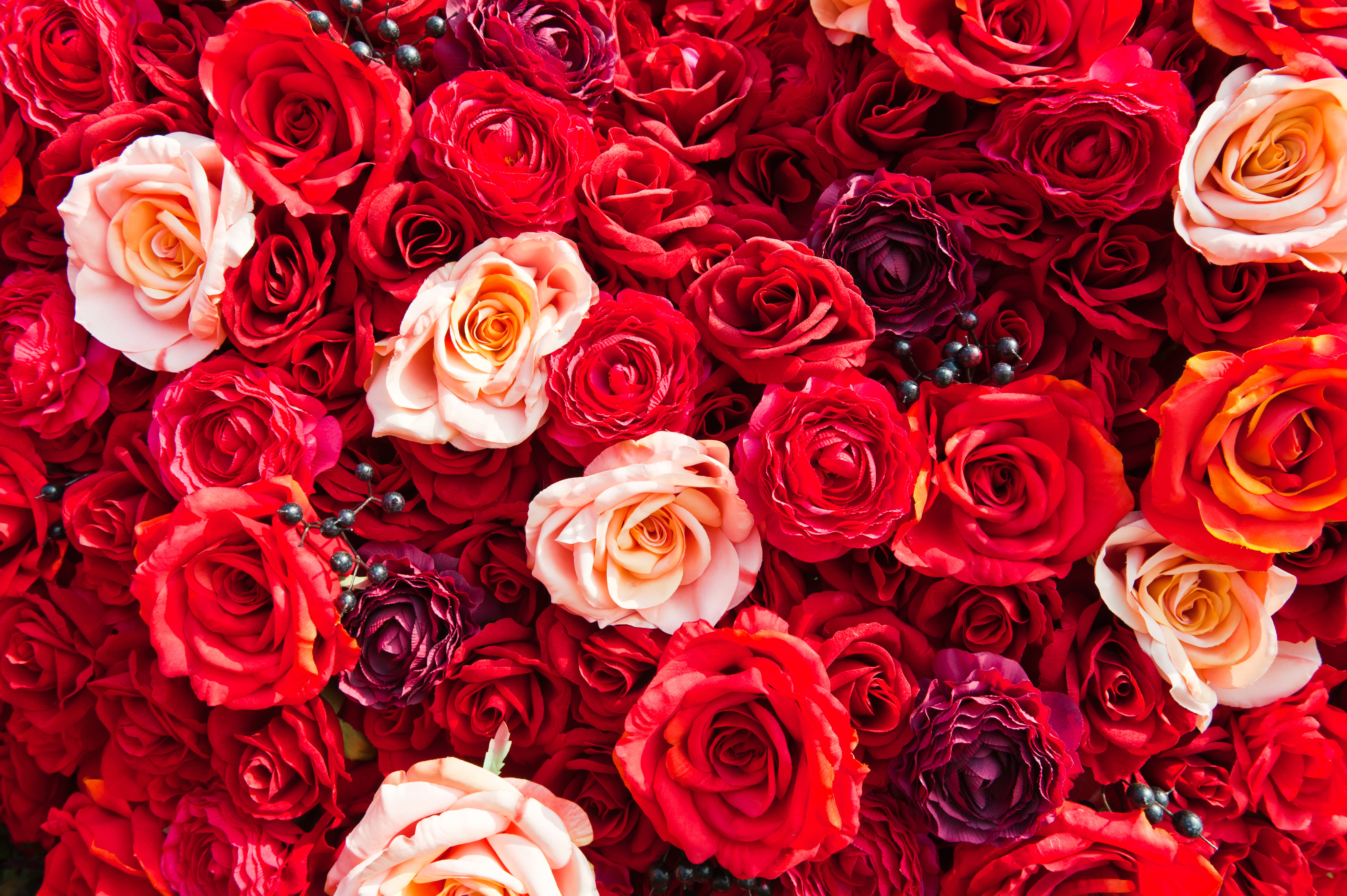 Картинка обои красная. Красный цветок. Яркие розы. Розы фон. Красные розы.