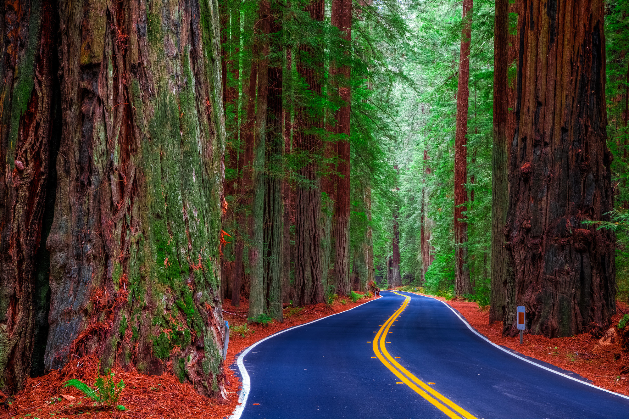 Дороги Леса США Redwood State Park Деревья Калифорния Природа фото 2000x133...