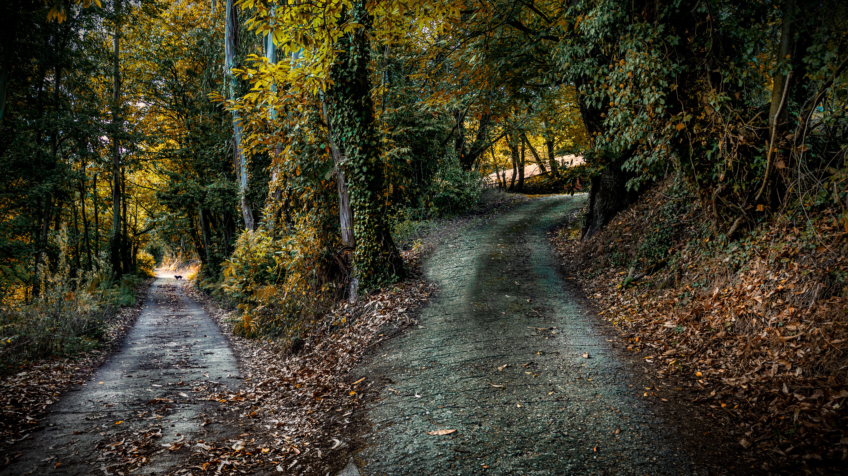 Осень лес тропа дорога загрузить