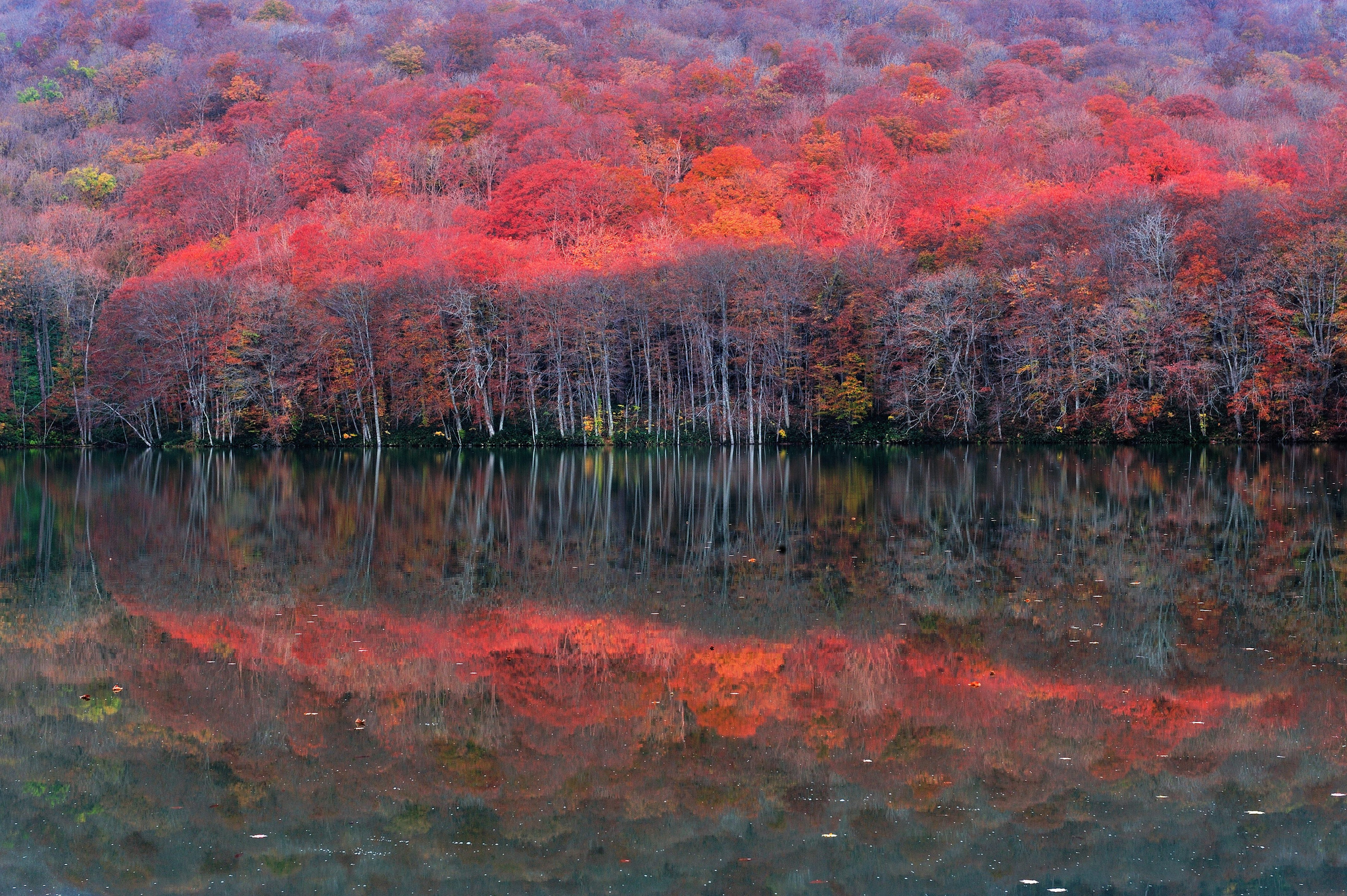 Late autumn. Отражение леса в воде. Деревья отражаются в воде. Багрянец осени. Отражение леса в воде осенью.