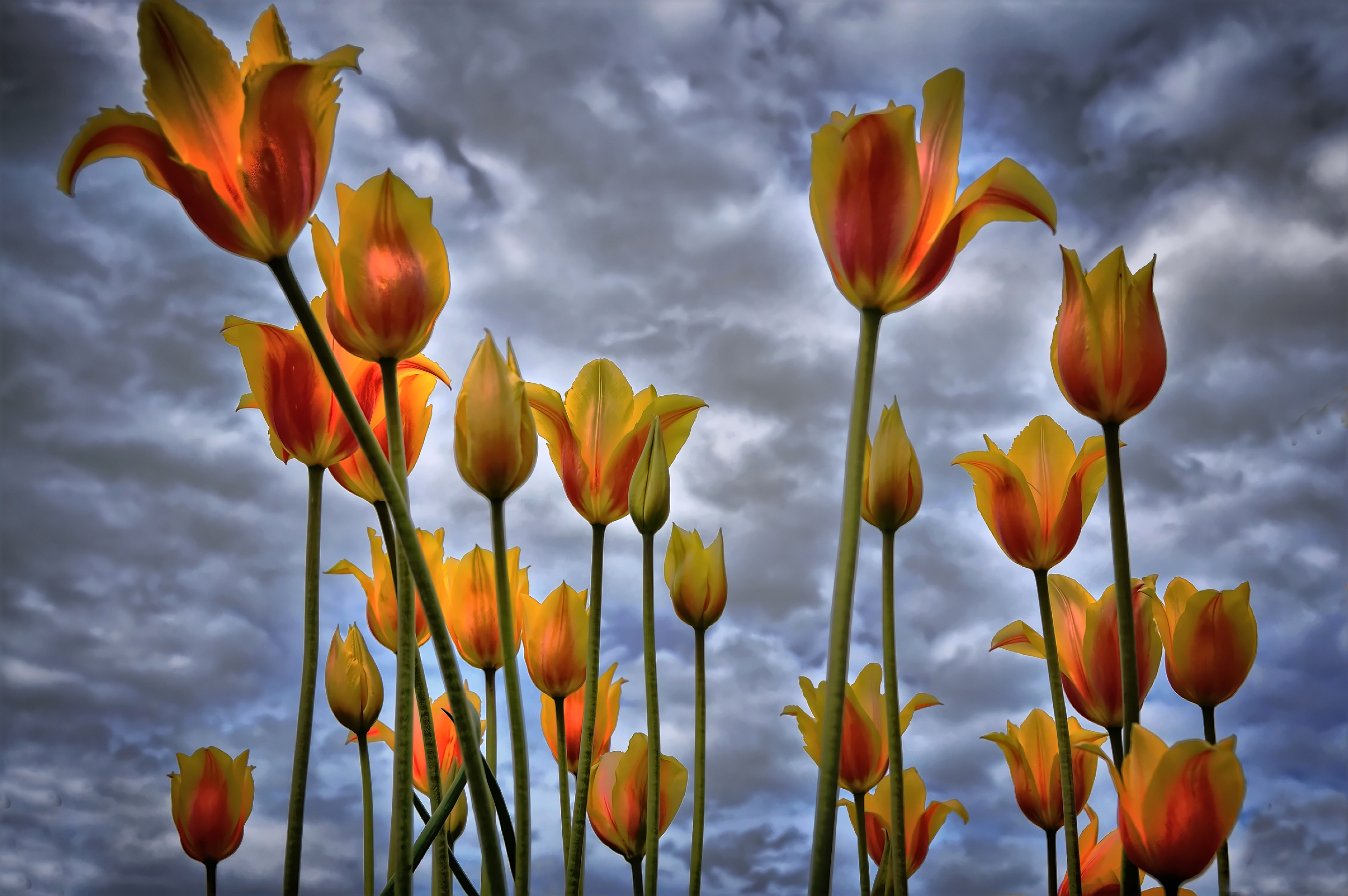 природа желтые цветы небо облака тюльпаны загрузить