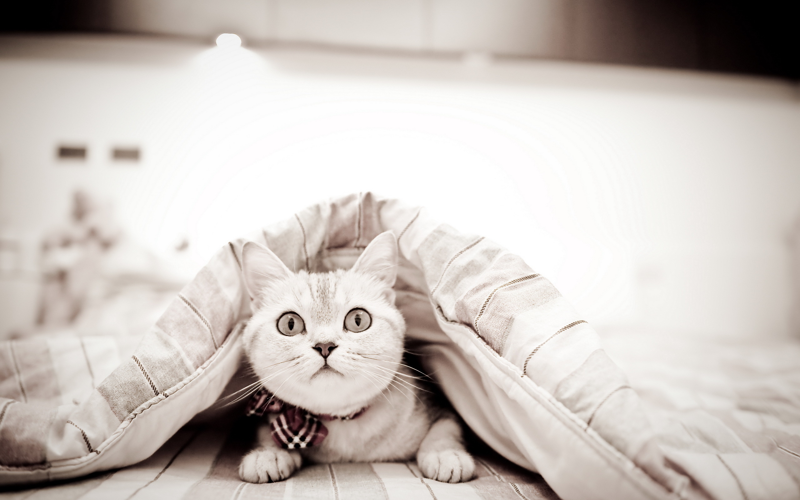 Котенок смотрящий из под кровати скачать