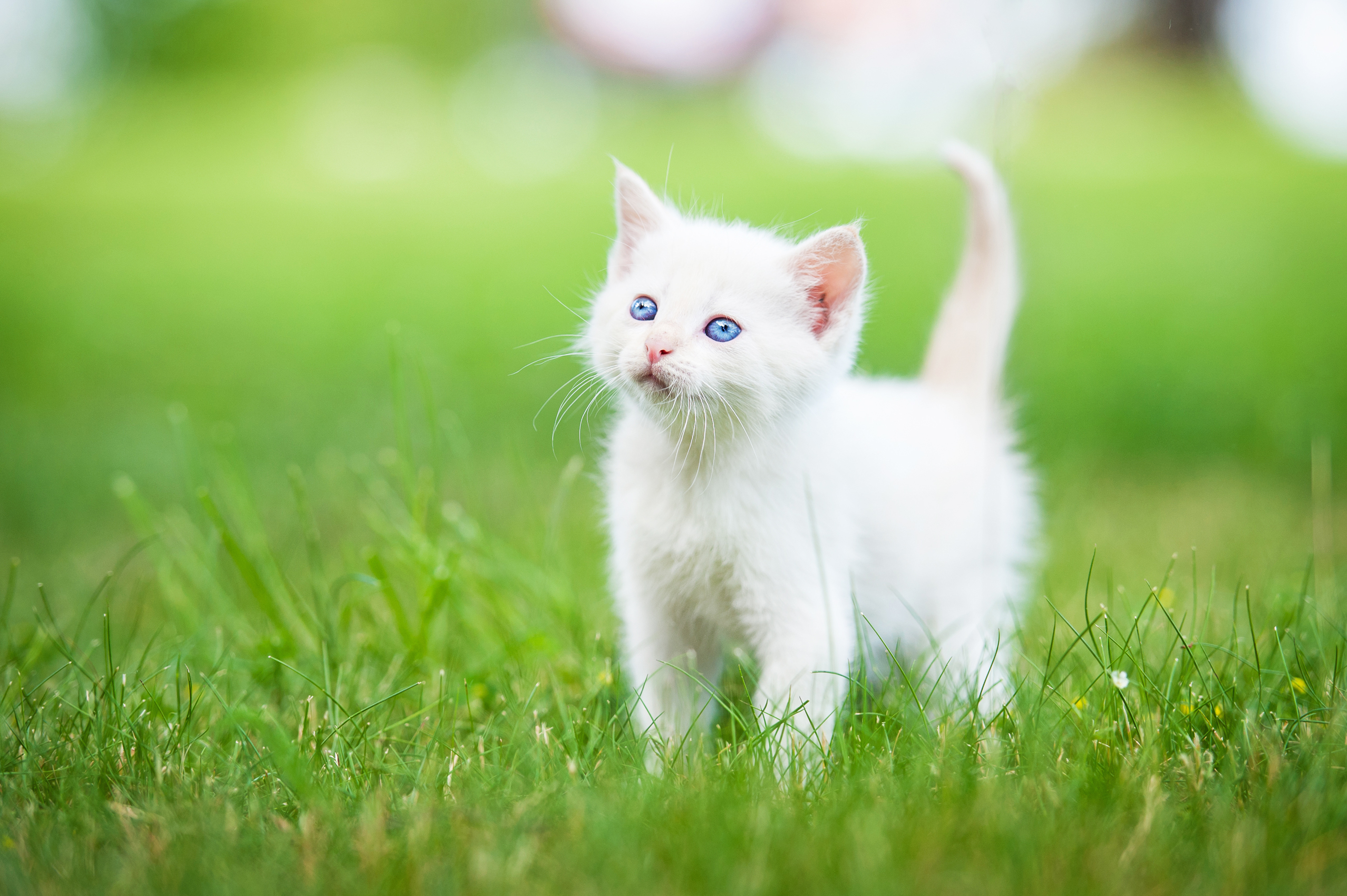 Кошка красивая маленькая. Красивые котята. Белый котенок. Обои с котятами. Красивые кошечки.