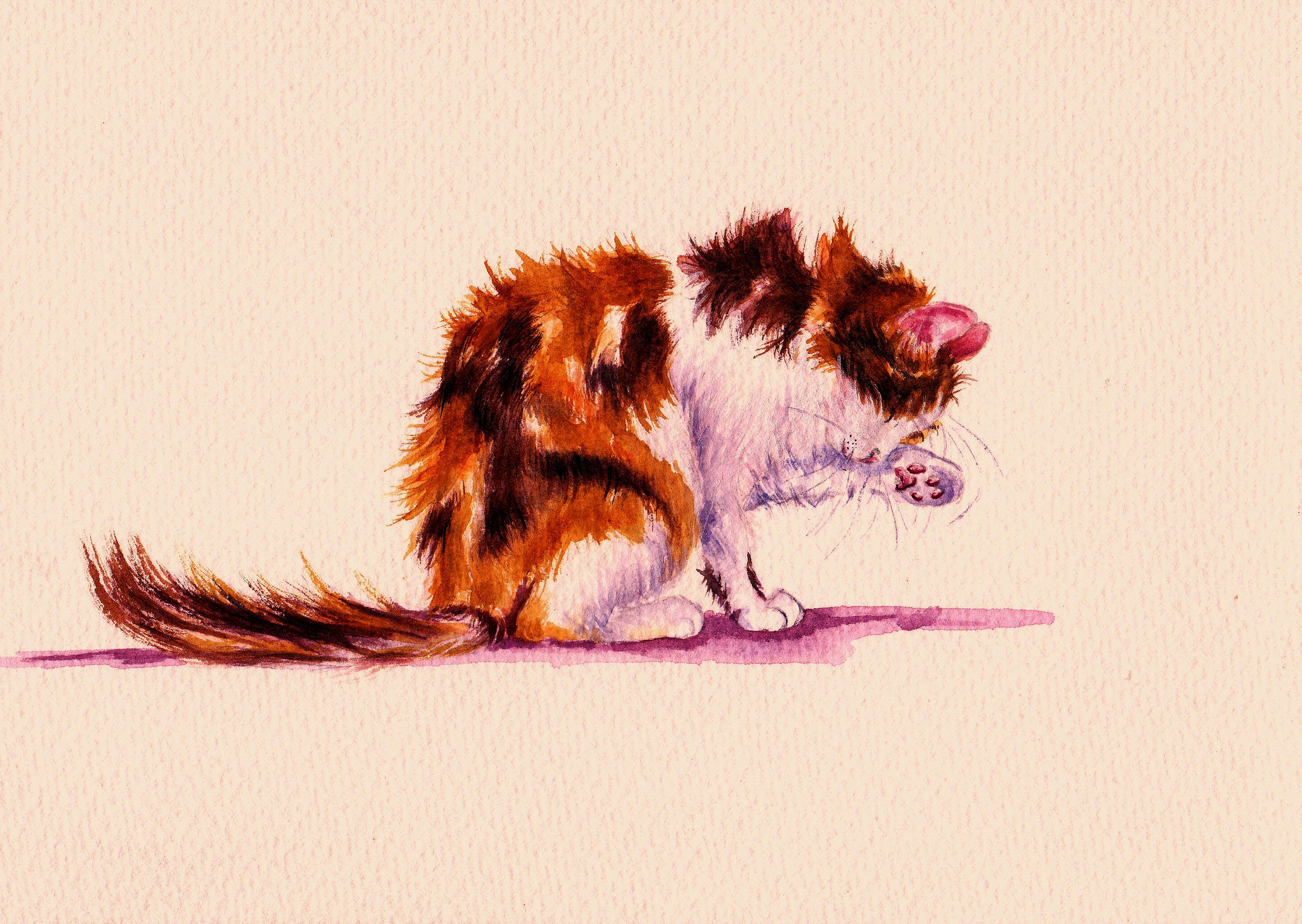 Трехцветный кот рисунок