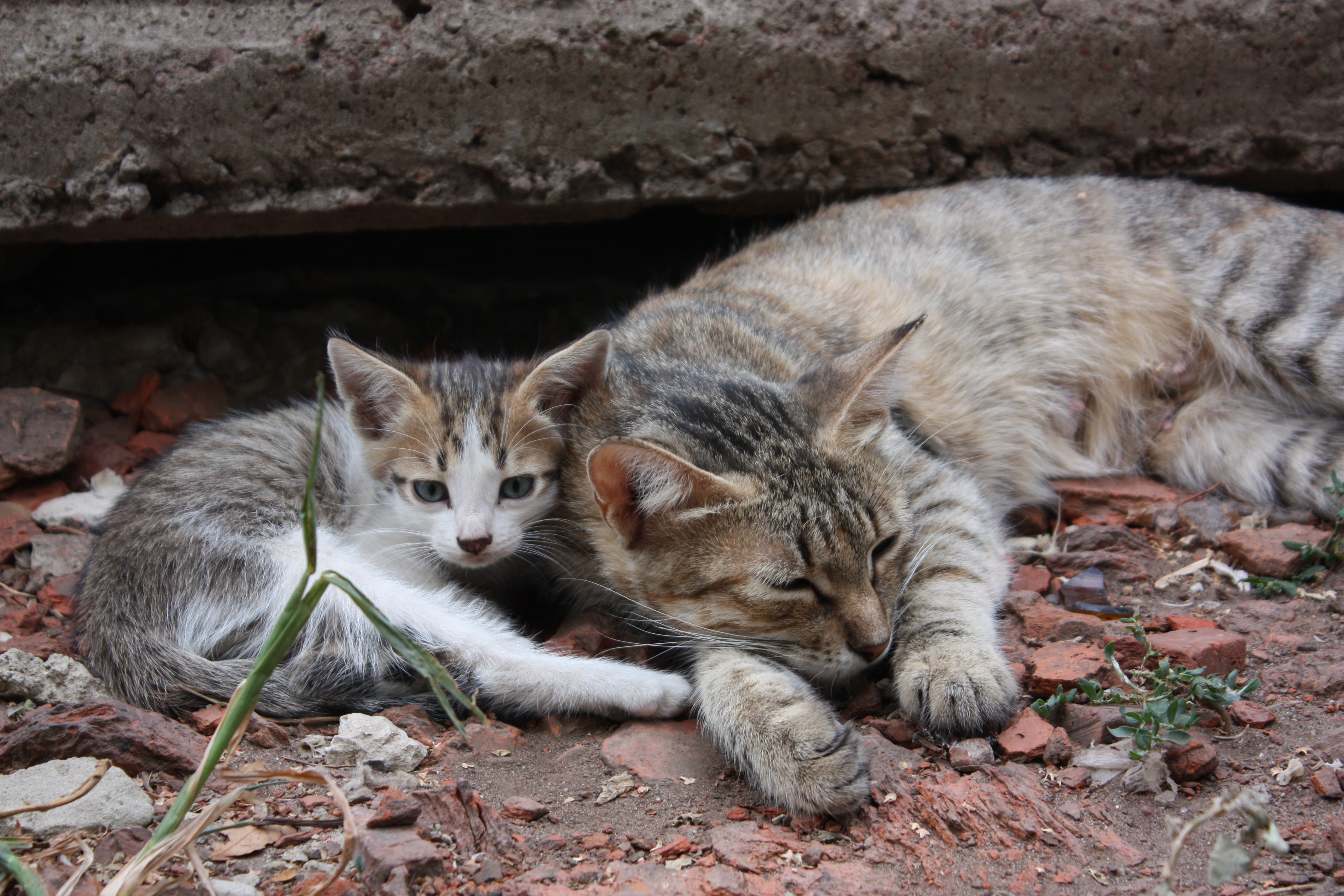 Звук кошки мамы котятам. Кошка с котятами. Домашняя кошка с котятами. Мама кошка и котенок. Картинки кошек и котят.