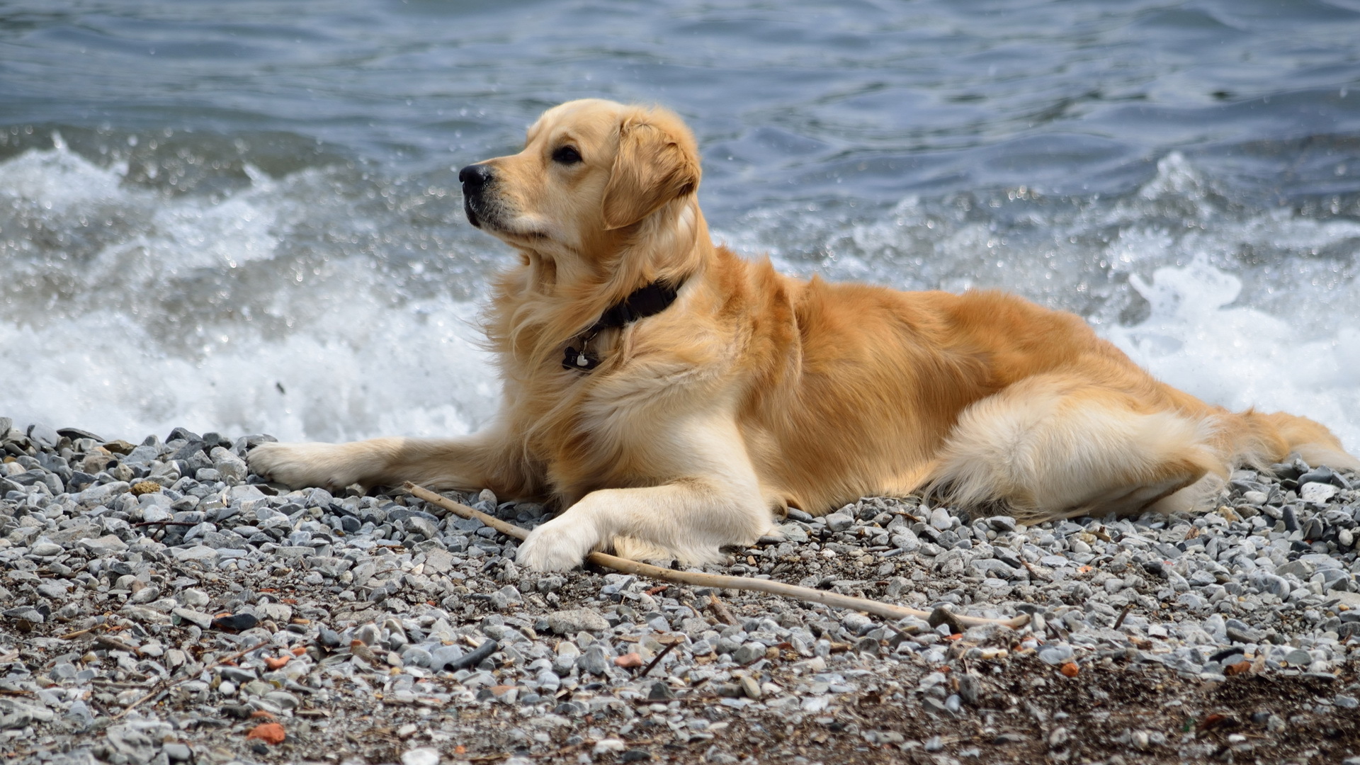 природа животные собака море скачать