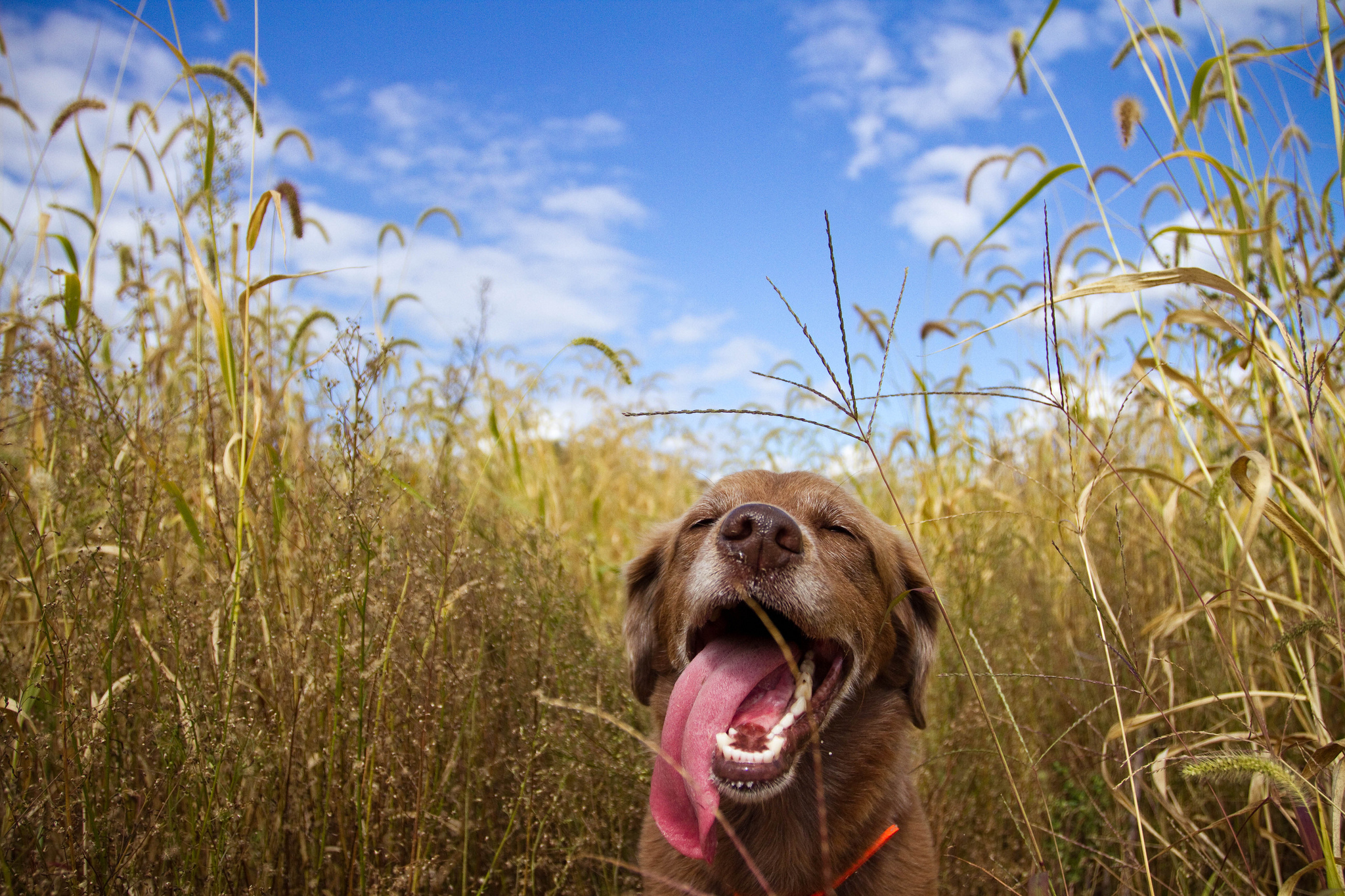 собака трава в поле бесплатно