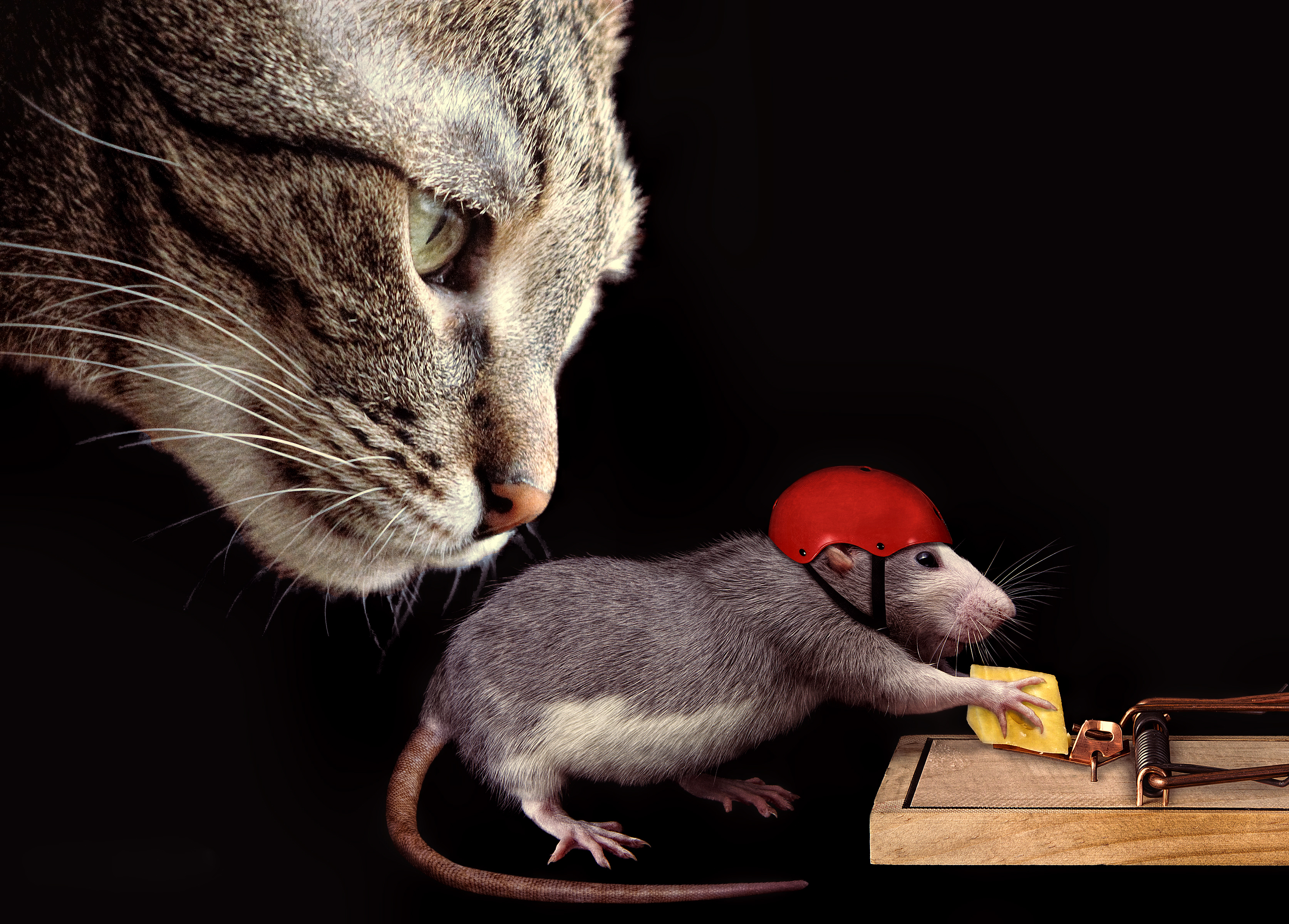Наведи мышку. Мышка. Кошка и крыса. Кошки-мышки. Смешная мышь.