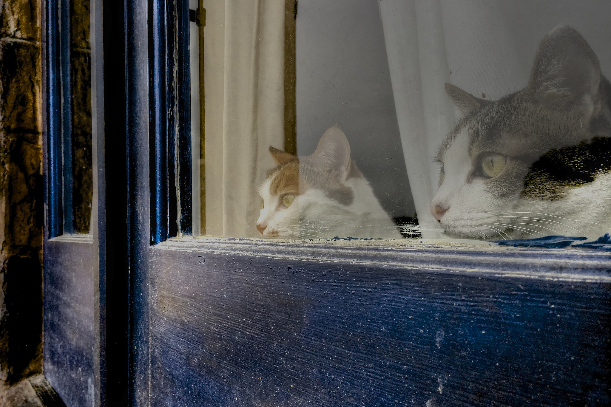 There is a cat in the window. Кот на окне. Котик у окна. Кошки на окошке. Кот за окном.