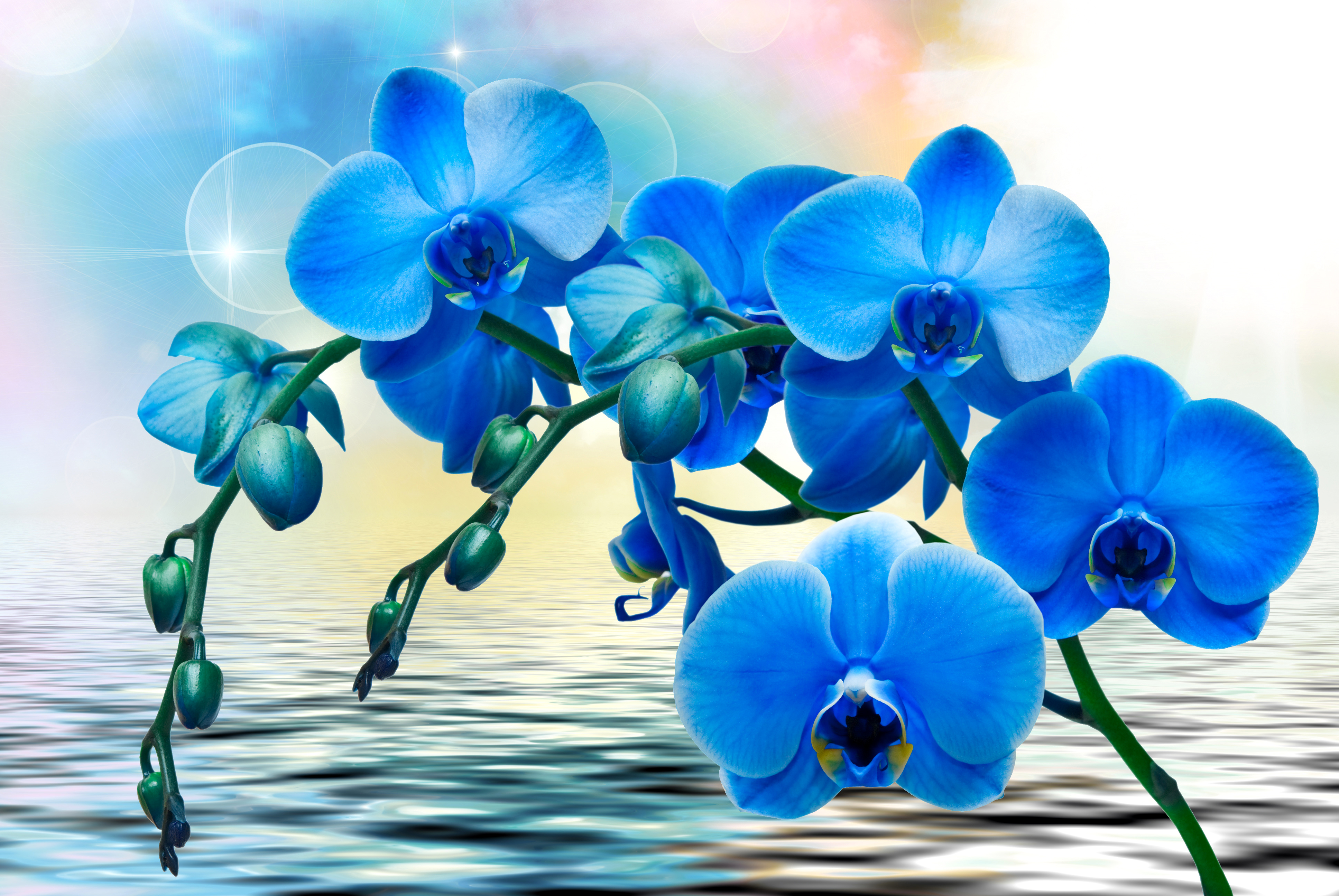 Flowers orchids. Орхидея фаленопсис синяя. Бирюзовая Орхидея фаленопсис. Орхидея фаленопсис голубая. Тайская Орхидея синяя.