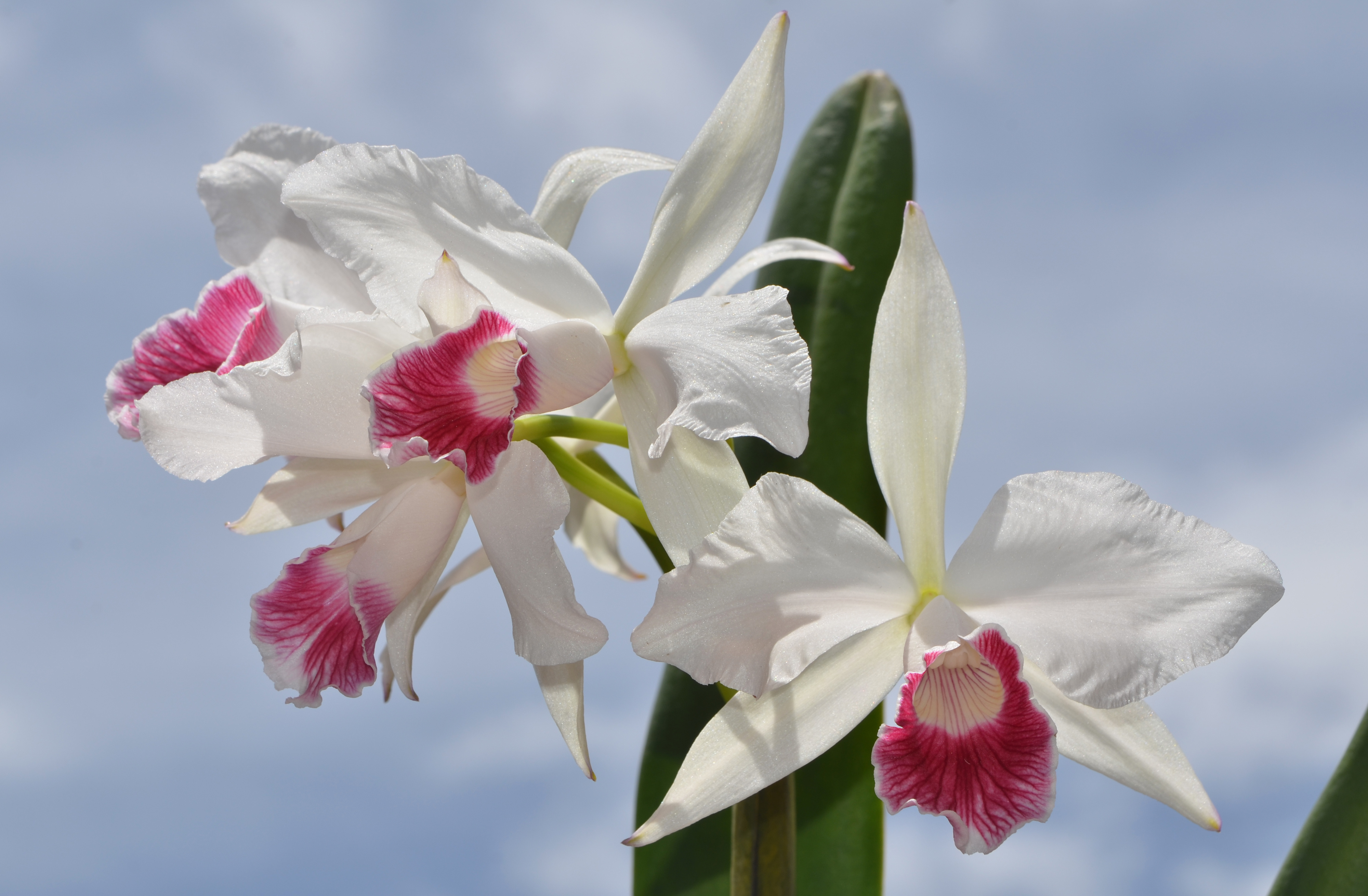Картинка белых орхидея цветок Крупным планом 4000x2620 белые белая Белый Орхидеи Цветы вблизи