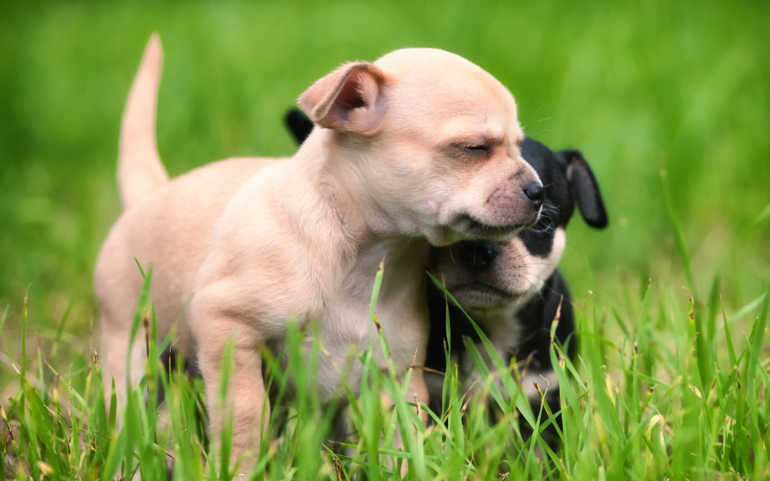 природа собака животные трава питбуль без смс