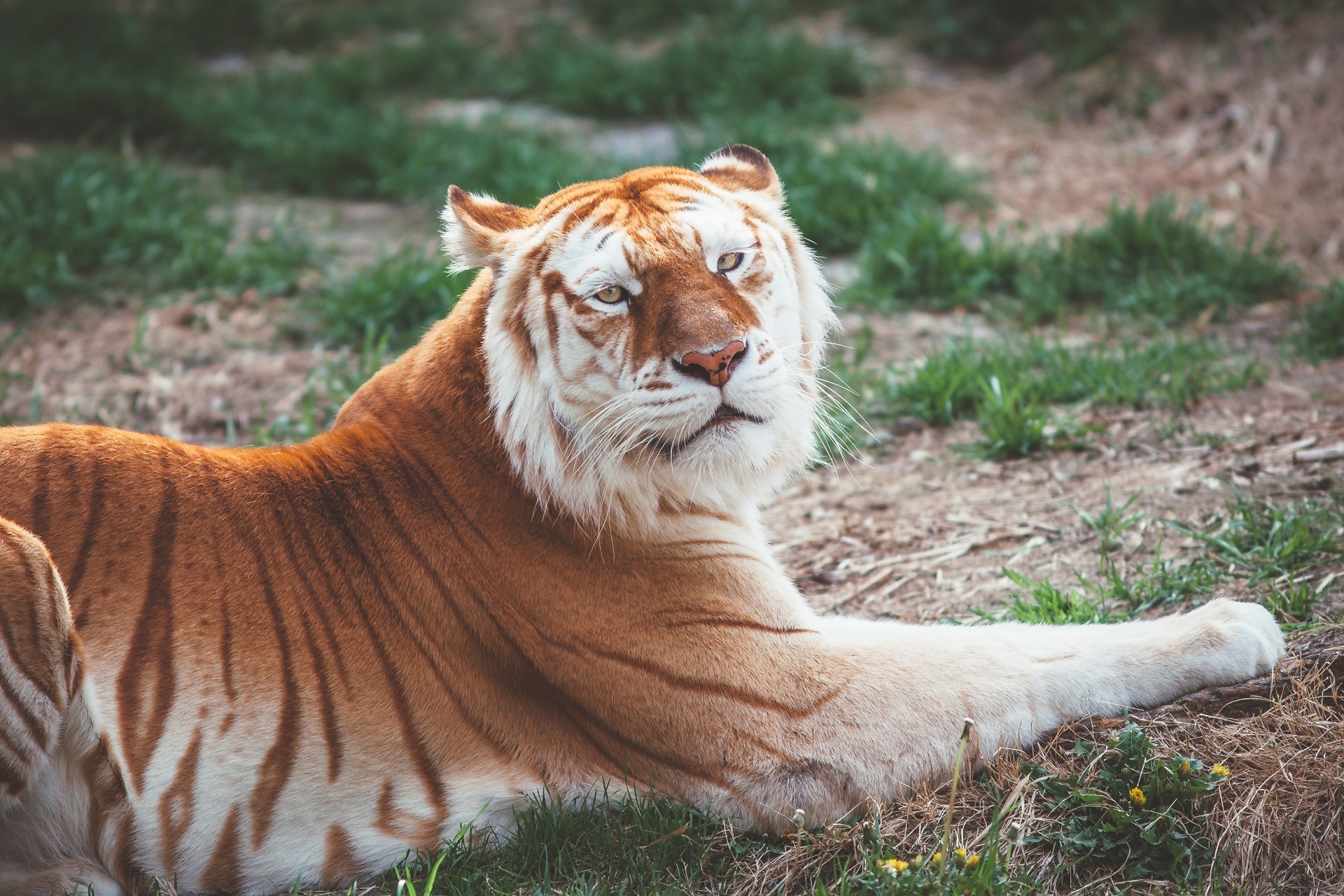 Золотистый тигр фото