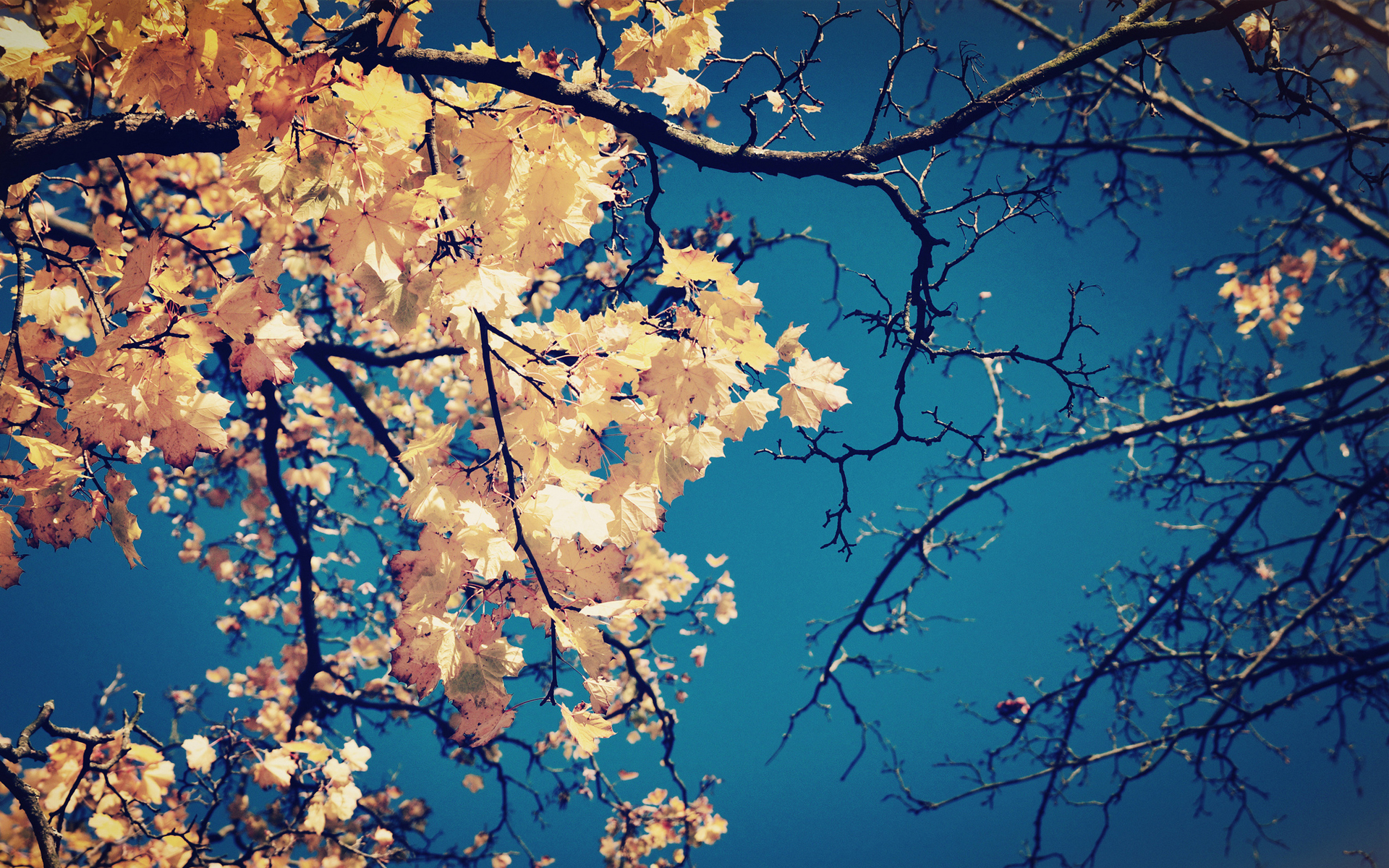 природа осень листья деревья nature autumn leaves trees скачать