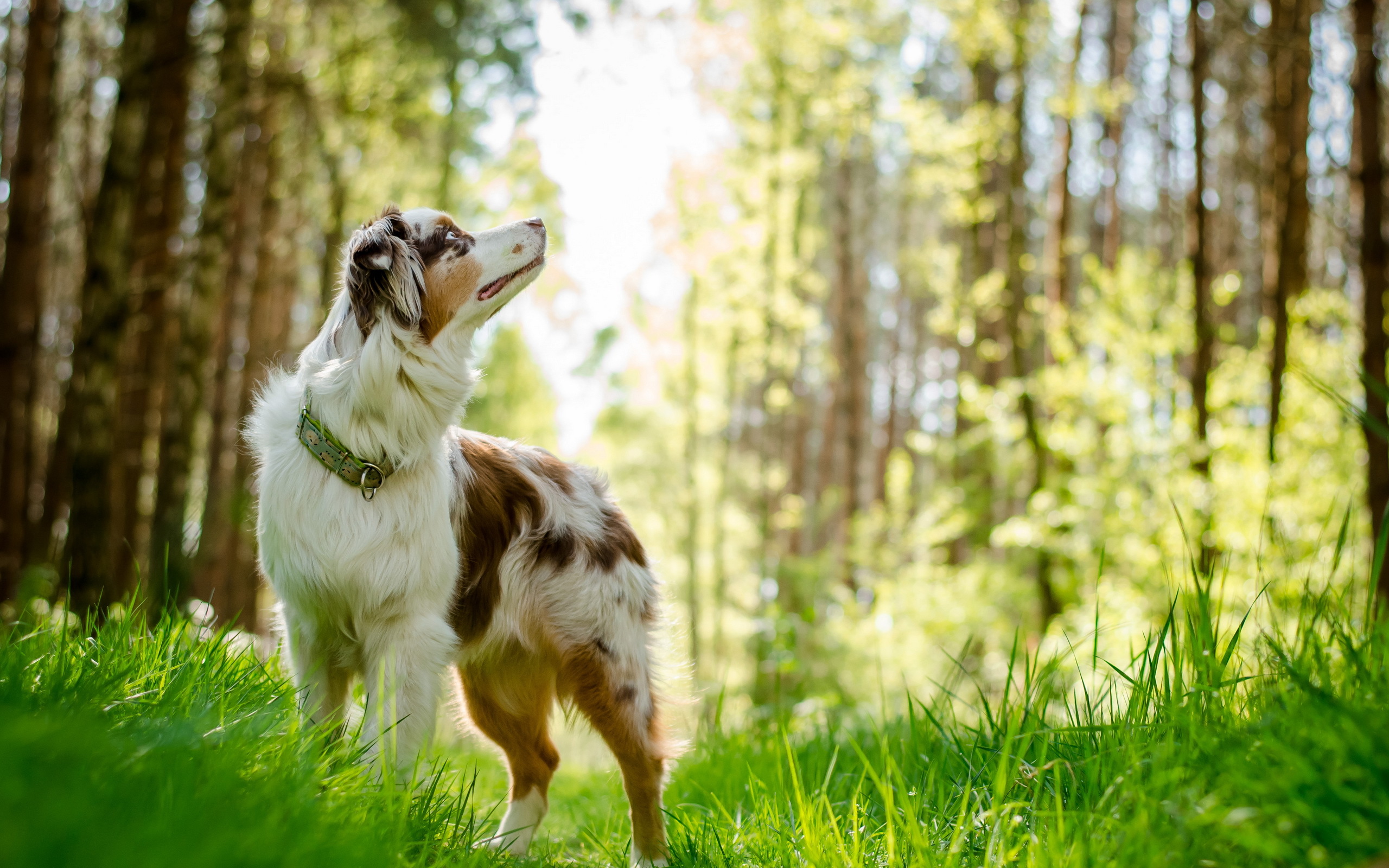 природа животные собака трава Австралийская овчарка загрузить