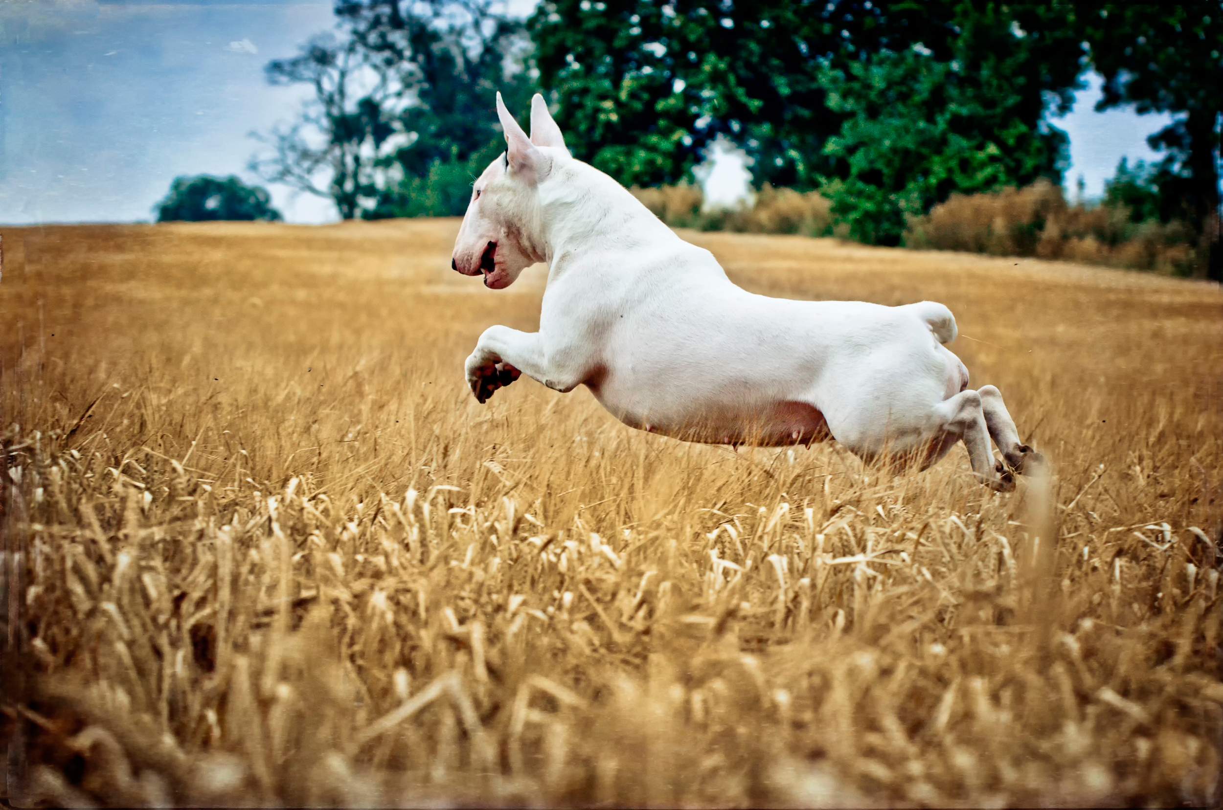 собака прыжок поле бесплатно