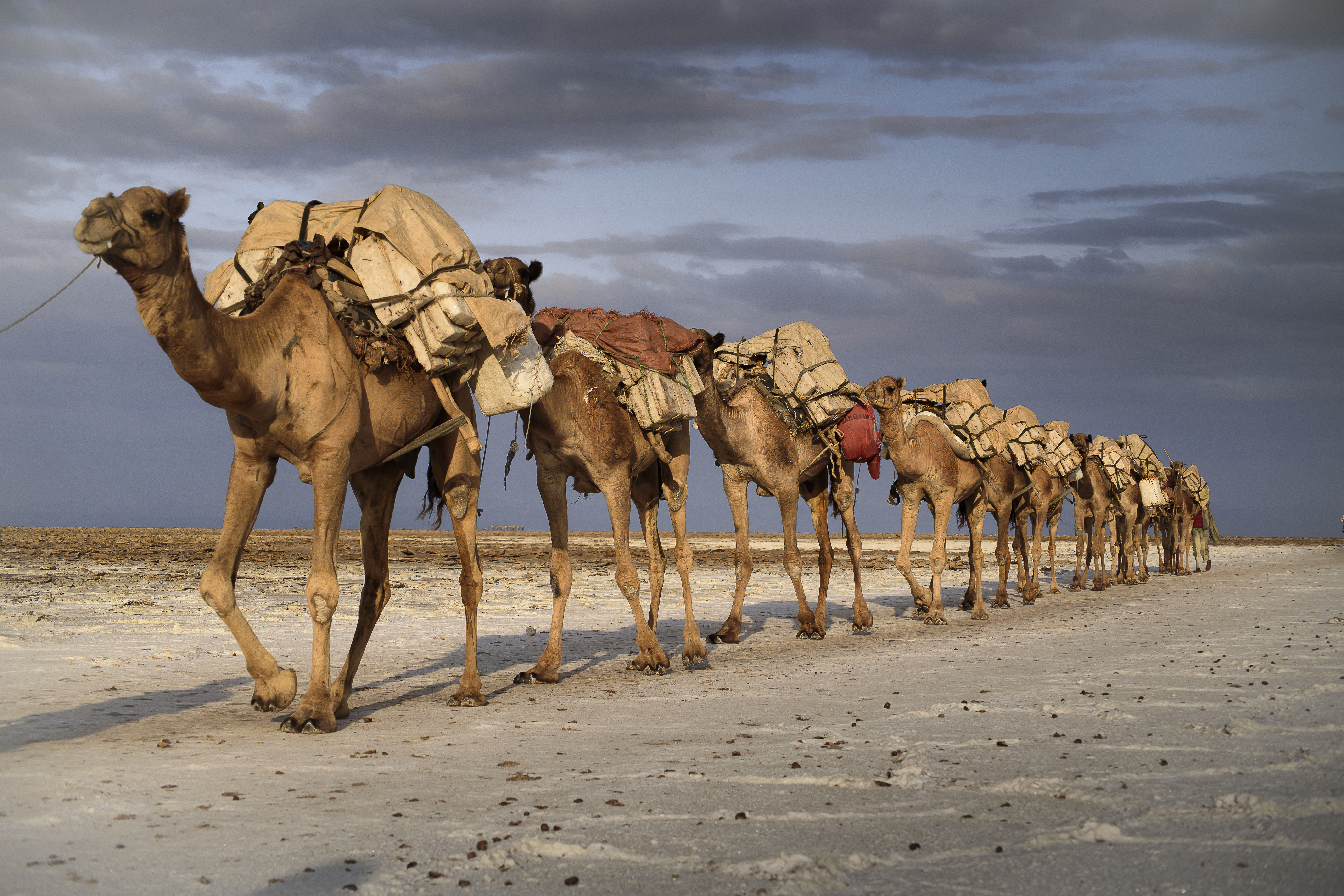 https://s1.1zoom.ru/big3/450/Desert_Camels_547810_5616x3744.jpg