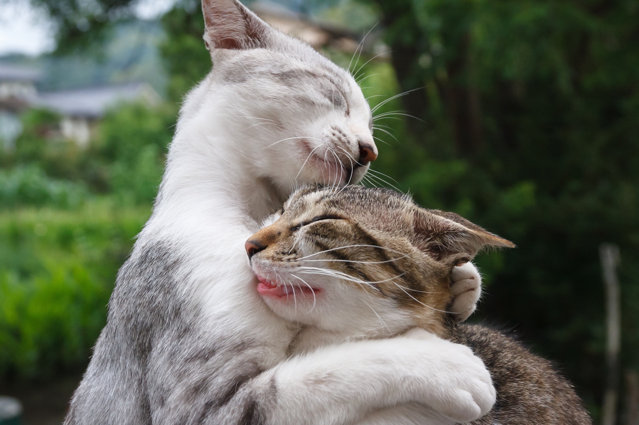 2 животных как 2 человека. Котики обнимаются. Кошки любовь. Влюбленные котики. Кошачьи обнимашки.