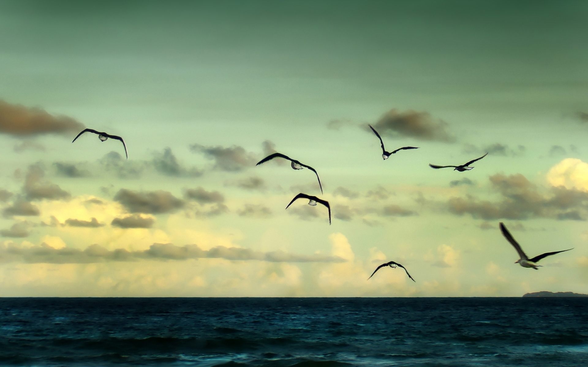 природа море горизонт чайки птицы животные скачать