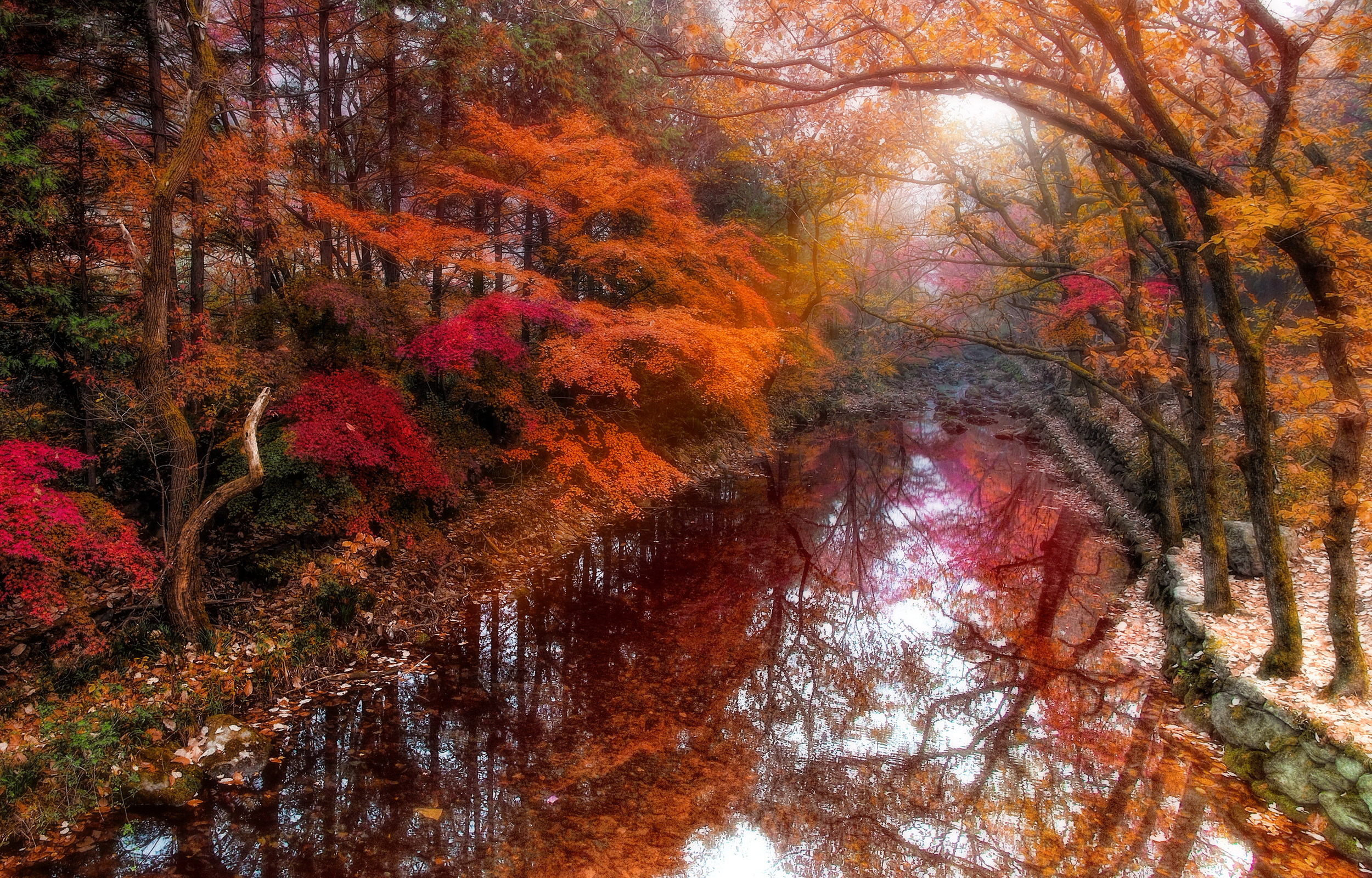 Autumn is beautiful. Красные клены в Корее. Багряная осень. Багровый осенний лес. Осень в Южной Корее.