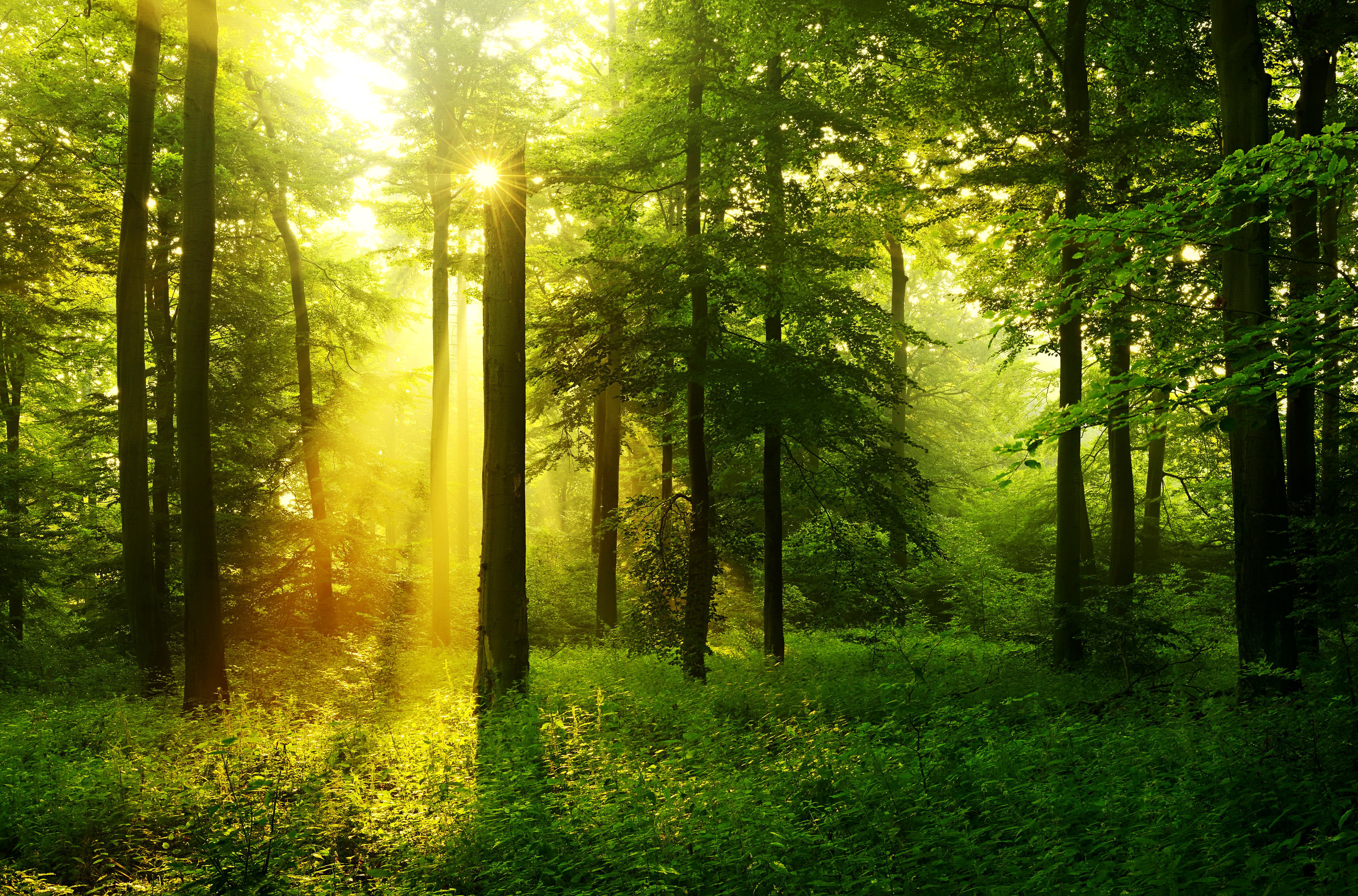 природа лес деревья бесплатно