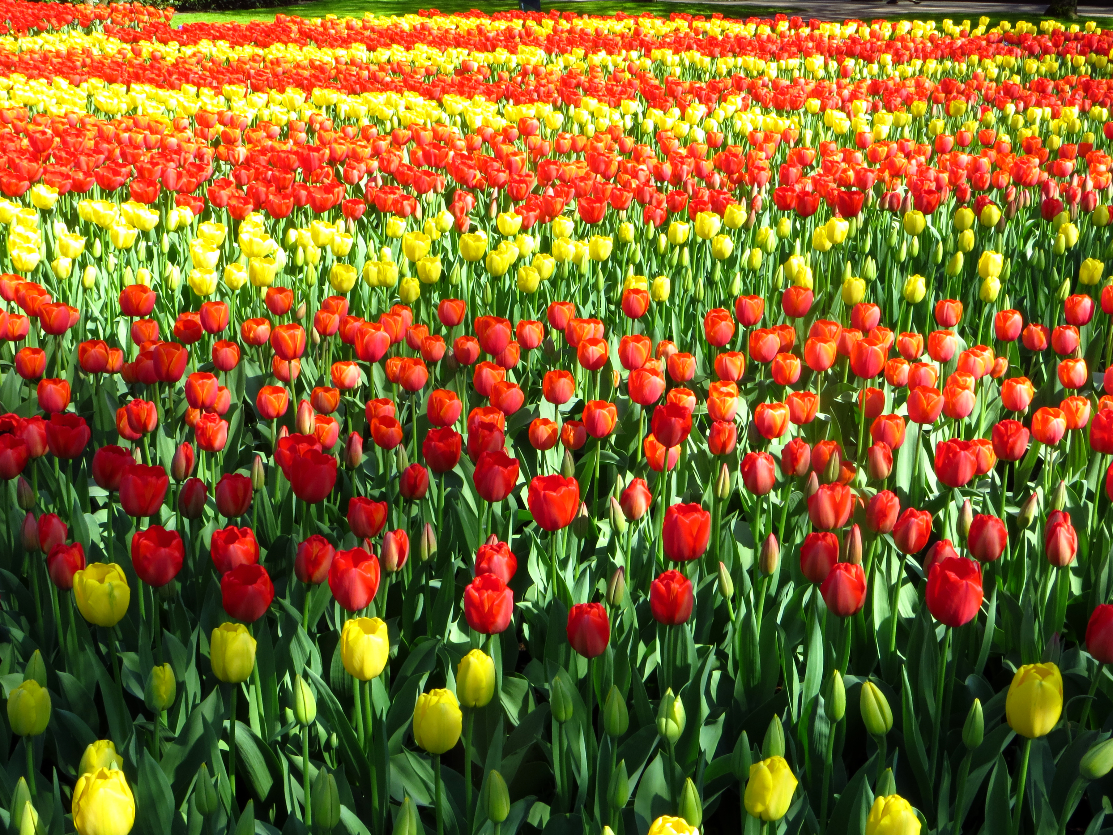 природа цветы желтые тюльпаны поле nature flowers yellow tulips field скачать