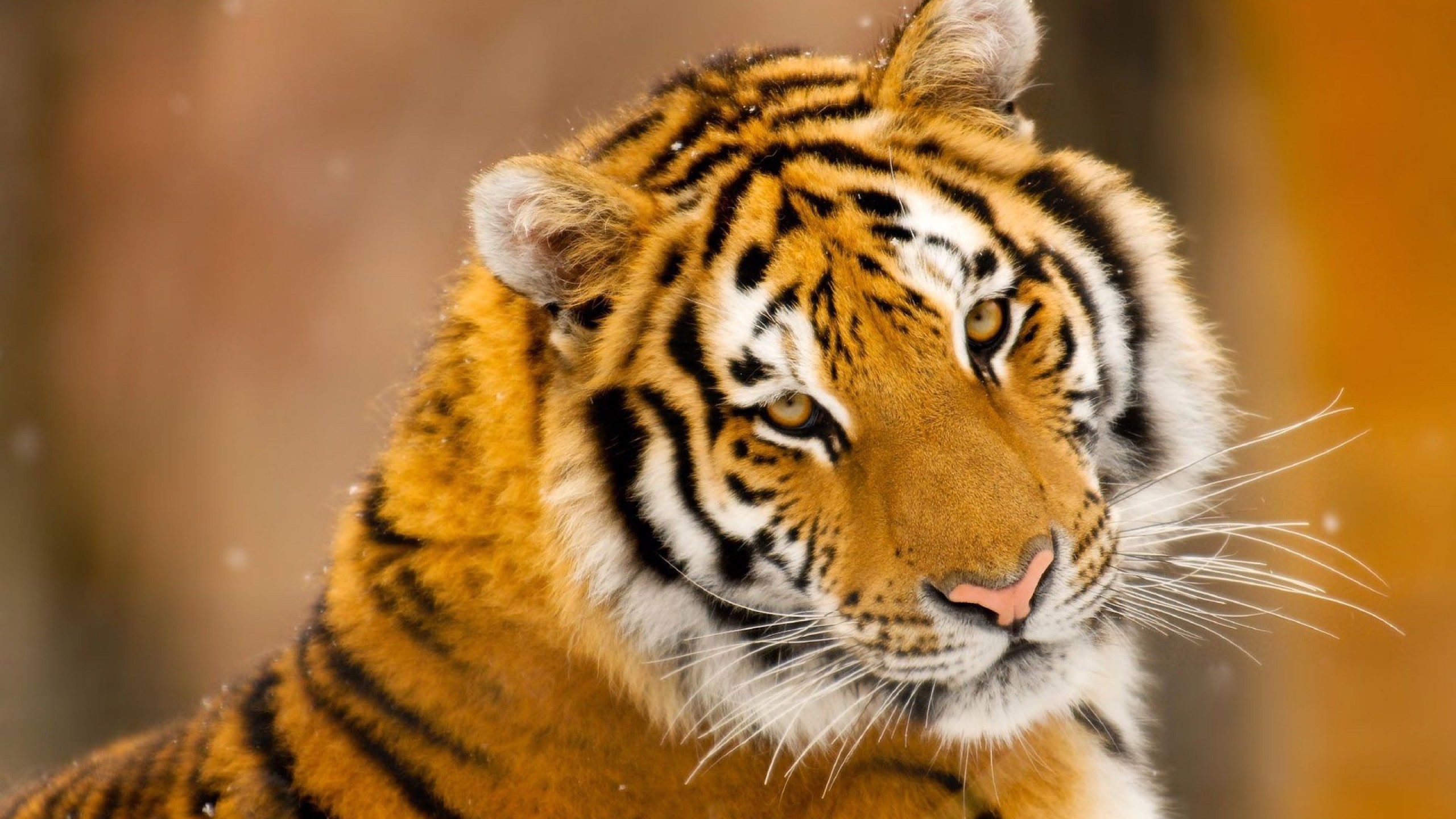 Тигр с тигрёнком без смс