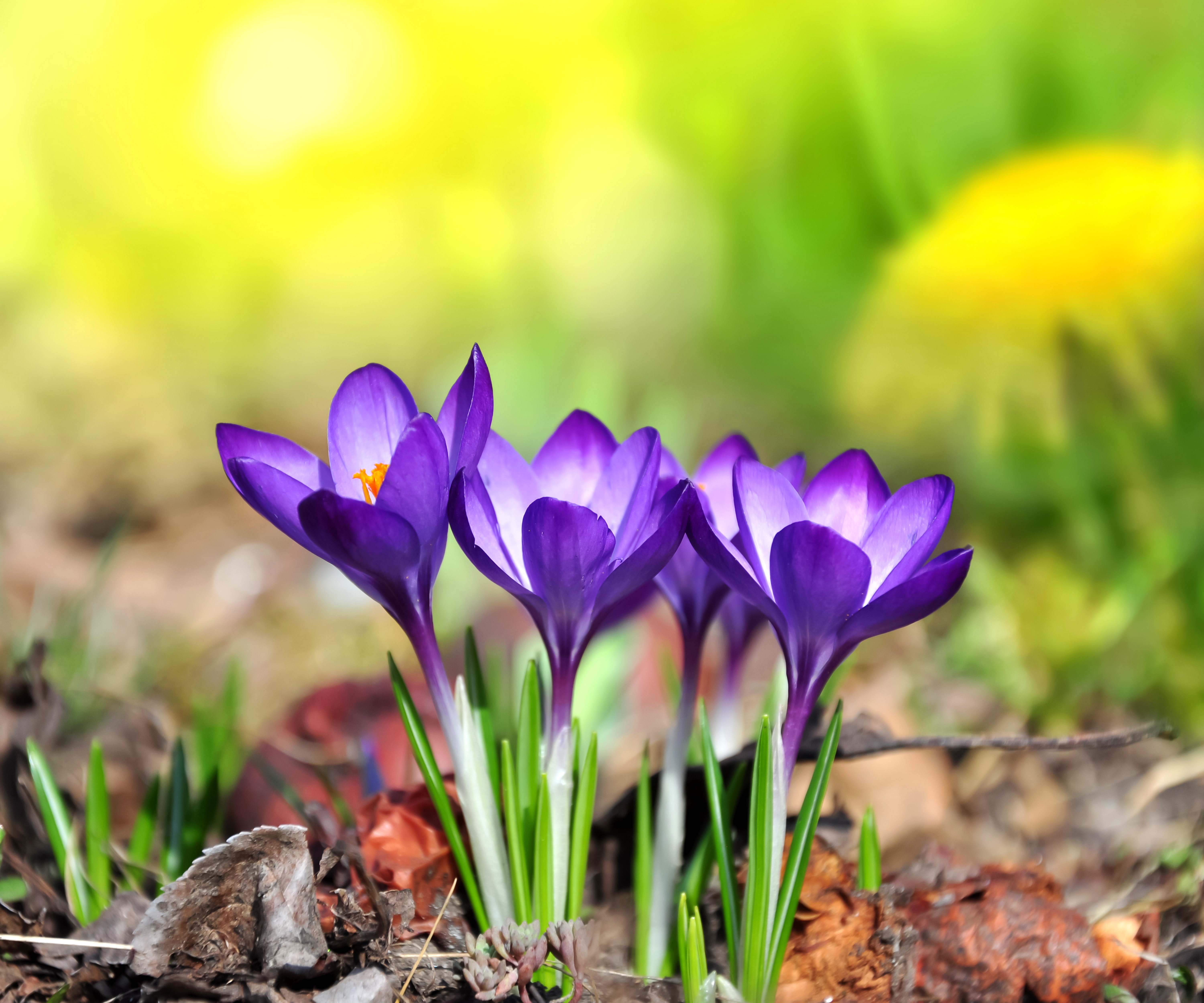 природа цветы крупный план весна без смс